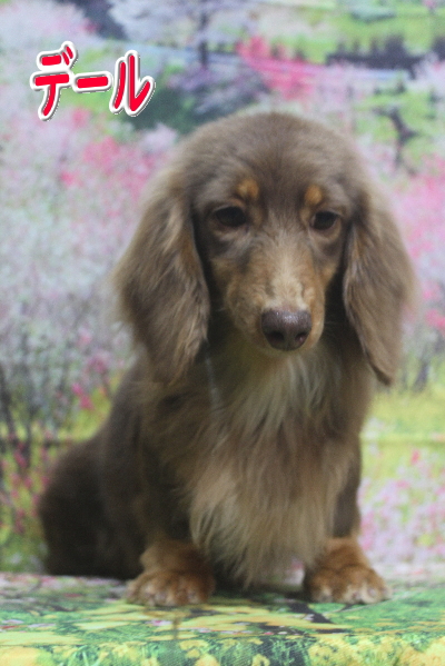 トイプードルブリーダーの成犬、トリミング画像