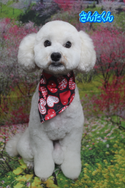 千葉県松戸市のミックス犬のトリミング画像
