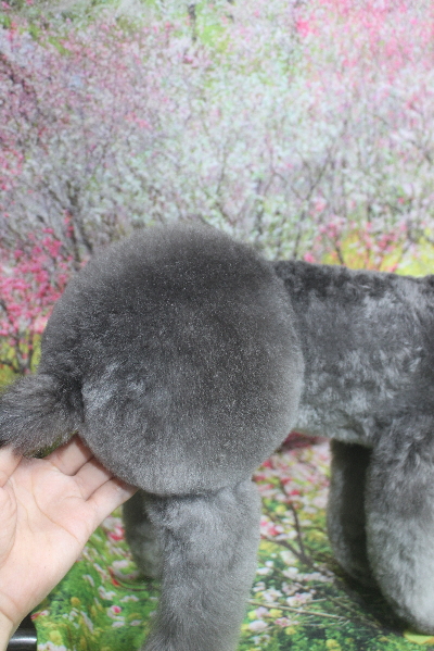 トイプードルブリーダーの成犬，デザインカット画像