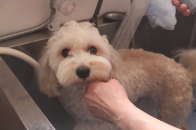 千葉県鎌ヶ谷市のミックス犬のオゾンシャワー画像