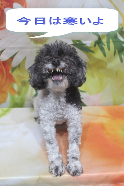 千葉県鎌ヶ谷市のトイプードルのトリミング前画像