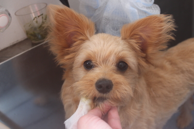 千葉県船橋市のミックス犬の歯磨き画像