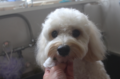 千葉県鎌ヶ谷市のミックス犬歯磨き画像
