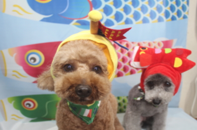 千葉県船橋市のトイプードルのトリミング画像