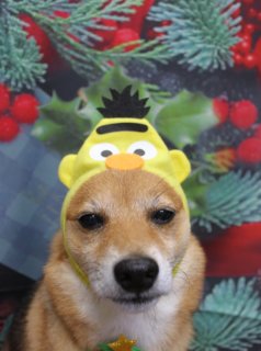 豆柴の茶太郎くん♪クリスマスフォトで可愛く変身！
こんにちは！
A HAPPY DOG LIFEです。
本日も可愛いわんちゃんがトリミングに来てくれました♪

■ クリスマスフォトでユニークに撮影！
本日は豆柴の茶太郎くんがご来店✨
薬用シャンプーとカットですっきりさっぱり、綺麗になりました！

トリミング後の記念撮影では、12月からの新しい背景、クリスマスバージョンでパチリ📸
オプションで選べる帽子の中から、なんとユニークなバートの帽子をチョイス！ 緑色のクリスマスツリー飾りもお似合いで、とっても可愛くポーズを決めてくれました💕
ちょっと困惑したような表情も愛らしく、素敵な一枚になりましたね！

■ わんちゃんに優しいトリミングと楽しい写真撮影
当サロンでは、わんちゃん一頭一頭に時間をかけ、負担の少ない丁寧な施術を心がけています。
トリミング後には、毎月変わる可愛い背景セットで記念撮影！ 約300着の被り物や洋服の中から、お気に入りの一枚を撮影できます。
撮影したお写真のデータはもちろん無料でお渡ししていますので、毎回大好評です♪

■ 料金の目安（柴犬の場合）
・シャンプーコース：5,600円（税込）
・シャンプーカットコース：6,600円（税込）
・トリミングコース：一律7,400円（税込）
※犬の体格や毛量、オプション内容により所要時間・料金は変わる場合があります。詳しくはお問い合わせください

🐾トリマーブログはこちらから🐾
https://doging.com/category/trimmer/

#豆柴#クリスマスフォト #トリミングサロン #千葉トリミング #ペットのいる暮らし #鎌ケ谷 #犬のいる生活 #被り物フォト #ペット写真