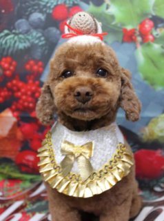 トイプードルのモカちゃん♪クリスマスフォトで3つの可愛い姿に変身！
こんにちは！
A HAPPY DOG LIFEです。
本日も可愛いわんちゃんがトリミングに来てくれました♪

■ クリスマスフォトでキュートに3変化！
本日はトイプードルのモカちゃんがご来店✨
オゾンシャワーと薬用シャンプーですっきりリフレッシュ！ トリミングは体8ミリ、足は筒状にし、お顔は可愛いベアカット、お耳はフチで丸く仕上げました。

トリミング後の記念撮影では、12月からのクリスマス背景でパチリ📸
今回はオプションをご利用いただいたので、特別に3種類の衣装で撮影しました！
白い帽子とゴージャスなビブのスタイル、修道女さんのような清楚なスタイル、そして定番のサンタクローススタイルと、どれもとってもお似合いで可愛いですね💕

■ わんちゃんに優しいトリミングと楽しい写真撮影
当サロンでは、わんちゃん一頭一頭に時間をかけ、負担の少ない丁寧な施術を心がけています。
トリミング後には、毎月変わる可愛い背景セットで記念撮影！ 約300着の被り物や洋服の中から、お気に入りの一枚を撮影できます。
撮影したお写真のデータはもちろん無料でお渡ししていますので、毎回大好評です♪

■ 料金の目安（トイプードル 5.5kg未満の場合）
・シャンプーコース：4,980円（税込）
・シャンプーカットコース：5,980円（税込）
・トリミングコース：7,980円（税込）～
※トリミングコースは、前回のトリミングからの日数によって料金が変動します。
※45日以内のご利用が大変お得です。詳しくはお問い合わせください。

🐾トリマーブログはこちらから🐾
https://doging.com/category/trimmer/

#トイプードル #クリスマスフォト #トリミングサロン #千葉トリミング #ペットのいる暮らし #鎌ケ谷 #犬のいる生活 #被り物フォト #ペット写真
