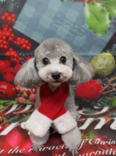 トイプードルのリコ
♪クリスマスフォトで可愛くポーズ！
こんにちは！
A HAPPY DOG LIFEです。

■ クリスマスフォトでキュートに撮影！

トリミングですっきり綺麗になりました！
体は5ミリで、四肢は足バリをしてマイアミカット、お顔はベアカットでまぁるく仕上げています。

トリミング後の記念撮影では、12月からの新しい背景、クリスマスバージョンでパチリ📸
赤いマフラーでおめかしして、とっても可愛くポーズを決めてくれました💕
カメラをじっと見つめるつぶらな瞳が素敵ですね！

■ わんちゃんに優しいトリミングと楽しい写真撮影
当サロンでは、わんちゃん一頭一頭に時間をかけ、負担の少ない丁寧な施術を心がけています。
トリミング後には、毎月変わる可愛い背景セットで記念撮影！ 約300着の被り物や洋服の中から、お気に入りの一枚を撮影できます。
撮影したお写真のデータはもちろん無料でお渡ししていますので、毎回大好評です♪

■ 料金の目安（トイプードル 5.5kg未満の場合）
・シャンプーコース：4,980円（税込）
・シャンプーカットコース：5,980円（税込）
・トリミングコース：7,980円（税込）～
※トリミングコースは、前回のトリミングからの日数によって料金が変動します。
※45日以内のご利用が大変お得です。詳しくはお問い合わせください。

🐾トリマーブログはこちらから🐾
https://doging.com/category/trimmer/

#トイプードル #クリスマスフォト #トリミングサロン #千葉トリミング #ペットのいる暮らし #鎌ケ谷 #犬のいる生活 #被り物フォト #ペット写真