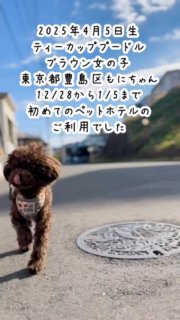 東京都豊島区のティーカッププードルもにちゃん、2025年4月5日生まれ、9月1日に引き取られた子です。
ペットホテル12月28日から1月5日まで8泊9日で初めてのお預かりでした。お預かり中トリミングを行いました。

基本ペットホテルは子犬をお渡しした方か、定期的にトリミングをご利用頂いているお客様の犬しかお預かりしていません。
晴天時は朝夕のお散歩写真・動画をLINEで飼い主さんに送っています。

#ペットホテル
#ティーカッププードル
#ティーカッププードルもに
#東京都豊島区
#いぬすたぐらむ

#AHAPPYDOGLIFEペットホテル
#AHAPPYDOGLIFE

#イニシャルDの一族

#語彙WD