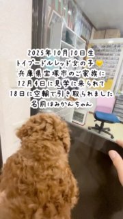2025年10月10日生まれ、トイプードル子犬レッド女の子（黄色ゴム）、兵庫県宝塚市にお住いのご家族が12月4日見学に来られて、12月18日に羽田空港から伊丹空港への空輸をして引き取られました。名前はみかんちゃん
シフト制の不規則な生活で子犬を飼う事を躊躇っていたのですが、検索をされてA HAPPY DOG LIFEに考え方にご興味を抱いて頂いて、
見学相談の後、後日お迎えしたいという事で決まりました。

#トイプードル成長の記録
#トイプードルレッド出産
#トイプードルレッド子犬

#トイプードルブリーダー
#トイプードル子犬
#トイプードルみかん

#AHAPPYDOGLIFE
#AHAPPYDOGLIFEトイプードル

#イニシャルDの一族

#語彙WD