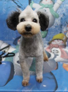 トイプードルのウィン♪ 雪だるま背景で冬のほっこりフォト！
こんにちは！ 有限会社A HAPPY DOG LIFEです。

本日のトイプードルのウィン

ウィンは、体の毛を5ミリでスッキリとカットし、足はボディの長さに合わせて筒状に整えました。全体のバランスを見ながらメリハリをつけることで、足先まできれいに見えるシルエットに仕上げています。

お顔は丸くふんわりとしたベアカット。黒いつぶらなおめめがよく見えるようにラインを調整し、優しく柔らかな表情が引き立つスタイルになりました♪

■ 雪だるま＆雪の結晶の冬背景で記念撮影📸

トリミングのあとは、お楽しみの記念撮影タイム♪

背景には、雪の結晶がちりばめられた青い冬のデザインと、緑の帽子とマフラーをつけた雪だるま、黄色い帽子に赤いマフラーの雪だるまが描かれたポップなセットをセレクトしました。

足元には、雪だるまのイラストが描かれた青い台をご用意し、その上にウィンがちょこんと立ってカメラの方を見つめてくれました。グレーとホワイトの毛色に、冬らしいブルーの背景がよく映えて、冬のごあいさつにもぴったりの一枚になりました💕

■ わんちゃんに優しいトリミング＆毎月変わる無料フォト

当サロンでは、わんちゃん一頭一頭にしっかり時間をかけ、負担の少ない丁寧な施術を心がけています。トリマーにも無理のない頭数調整を行い、落ち着いた環境のなかでトリミングを行うことで、わんちゃんがリラックスして過ごせるよう配慮しています。

トリミング後には、毎月変わる背景セットで記念撮影♪ 冬シーズンは、雪景色や雪だるま、クリスマス・お正月など季節感のある背景に、首飾りやリボン、帽子、洋服など、わんちゃんの可愛さを引き立てるアイテムを多数ご用意しています。

被り物・洋服は約300着の中から、その子の雰囲気や毛色に合わせてお選びいただけます。撮影したお写真のデータは無料でお渡ししていますので、ご家族での記念やごあいさつ用のお写真として、ぜひご活用ください。

■ 本日のわんちゃんの料金目安（トイプードル 5.5kg未満の場合）

シャンプーコース：4,980円（税込）
シャンプーカットコース：5,980円（税込）
トリミングコース：45日以内 7,980円（税込）／46～52日 8,420円（税込）／53～59日 8,860円（税込）／60日以上 9,300円（税込）
※犬の体格・毛量・オプション内容により、所要時間・料金は変わる場合があります ※トリミングコースは前回のトリミングからの日数により料金が変動します。45日以内のご利用がお得です

========================
🐾トリマーブログはこちらから🐾
https://doging.com/category/trimmer/
========================

有限会社A HAPPY DOG LIFE

#トイプードル #トリミングサロン #鎌ケ谷トリミング #犬のいる暮らし #ペットフォト