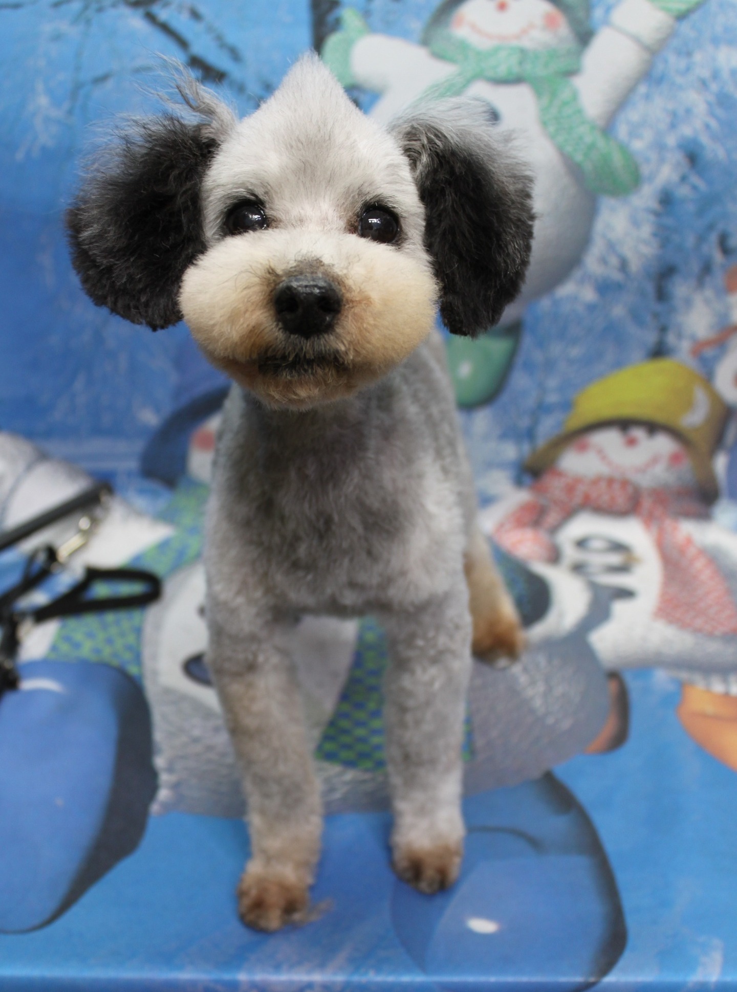 トイプードルのウィン♪ 雪だるま背景で冬のほっこりフォト！
こんにちは！ 有限会社A HAPPY DOG LIFEです。

本日のトイプードルのウィン

ウィンは、体の毛を5ミリでスッキリとカットし、足はボディの長さに合わせて筒状に整えました。全体のバランスを見ながらメリハリをつけることで、足先まできれいに見えるシルエットに仕上げています。

お顔は丸くふんわりとしたベアカット。黒いつぶらなおめめがよく見えるようにラインを調整し、優しく柔らかな表情が引き立つスタイルになりました♪

■ 雪だるま＆雪の結晶の冬背景で記念撮影📸

トリミングのあとは、お楽しみの記念撮影タイム♪

背景には、雪の結晶がちりばめられた青い冬のデザインと、緑の帽子とマフラーをつけた雪だるま、黄色い帽子に赤いマフラーの雪だるまが描かれたポップなセットをセレクトしました。

足元には、雪だるまのイラストが描かれた青い台をご用意し、その上にウィンがちょこんと立ってカメラの方を見つめてくれました。グレーとホワイトの毛色に、冬らしいブルーの背景がよく映えて、冬のごあいさつにもぴったりの一枚になりました💕

■ わんちゃんに優しいトリミング＆毎月変わる無料フォト

当サロンでは、わんちゃん一頭一頭にしっかり時間をかけ、負担の少ない丁寧な施術を心がけています。トリマーにも無理のない頭数調整を行い、落ち着いた環境のなかでトリミングを行うことで、わんちゃんがリラックスして過ごせるよう配慮しています。

トリミング後には、毎月変わる背景セットで記念撮影♪ 冬シーズンは、雪景色や雪だるま、クリスマス・お正月など季節感のある背景に、首飾りやリボン、帽子、洋服など、わんちゃんの可愛さを引き立てるアイテムを多数ご用意しています。

被り物・洋服は約300着の中から、その子の雰囲気や毛色に合わせてお選びいただけます。撮影したお写真のデータは無料でお渡ししていますので、ご家族での記念やごあいさつ用のお写真として、ぜひご活用ください。

■ 本日のわんちゃんの料金目安（トイプードル 5.5kg未満の場合）

シャンプーコース：4,980円（税込）
シャンプーカットコース：5,980円（税込）
トリミングコース：45日以内 7,980円（税込）／46～52日 8,420円（税込）／53～59日 8,860円（税込）／60日以上 9,300円（税込）
※犬の体格・毛量・オプション内容により、所要時間・料金は変わる場合があります ※トリミングコースは前回のトリミングからの日数により料金が変動します。45日以内のご利用がお得です

========================
🐾トリマーブログはこちらから🐾
https://doging.com/category/trimmer/
========================

有限会社A HAPPY DOG LIFE

#トイプードル #トリミングサロン #鎌ケ谷トリミング #犬のいる暮らし #ペットフォト