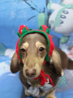 ミニチュアダックスのココちゃん♪ 帽子コーデで冬の雪景色フォト！
こんにちは！ 有限会社A HAPPY DOG LIFEです。本日も可愛いわんちゃんがトリミングに来てくれました♪

■ ココちゃん、カシミヤタッチシャンプー＆トリートメントでふんわりケア

本日はミニチュアダックスのココちゃんがご来店✨

トリミング前に、オプションのカシミヤタッチシャンプー＆トリートメントをご利用いただきました。指通りなめらかな仕上がりになるよう、被毛の状態を見ながら優しく洗い上げ、しっとりまとまりのある手触りを目指してケアしています。

カットでは、全身の長さを整えつつ、シルエットがきれいに見えるようにラインを調整。耳は毛先を丸く整えて、柔らかい印象になるよう仕上げました。つぶらな瞳がよく見えるように、お顔まわりもバランスを見ながらスッキリめに整えています♪

■ いちご帽子＆冬の雪景色背景で記念撮影📸

トリミングのあとは、お楽しみの記念撮影タイム♪

今回は、オプションメニューをお選びいただいたわんちゃん限定の“帽子コーデ写真”をパチリ！ ココちゃんには、赤い実と緑の葉っぱがポイントの、いちごモチーフのニット帽をコーディネートしました。あごの下で結んだ赤いひももチャームポイントです。

首元には、水色の模様入りリボンタイを合わせて爽やかなアクセントに。背景には、雪だるまのキャラクターが描かれた青い冬景色の布をセレクトし、雪の世界の中にちょこんと座るココちゃんの、思わずぎゅっと抱きしめたくなるような一枚になりました💕

■ わんちゃんに優しいトリミング＆毎月変わる無料フォト

当サロンでは、わんちゃん一頭一頭にしっかり時間をかけ、負担の少ない丁寧な施術を心がけています。トリマーにも無理のない頭数調整を行い、落ち着いた環境のなかでトリミングを行うことで、わんちゃんがリラックスして過ごせるよう配慮しています。

トリミング後には、毎月変わる背景セットで記念撮影♪ 冬シーズンは、雪景色や雪だるま、クリスマス・お正月など季節感のある背景に、首飾りやリボン、帽子、洋服など、わんちゃんの可愛さを引き立てるアイテムを多数ご用意しています。

被り物・洋服は約300着の中から、その子の雰囲気や毛色に合わせてお選びいただけます。撮影したお写真のデータは無料でお渡ししていますので、ご家族での記念やごあいさつ用のお写真として、ぜひご活用ください。

■ 本日のわんちゃんの料金目安（ロングMダックスの場合）

シャンプーコース：4,400円（税込）
シャンプーカットコース：5,400円（税込）
トリミングコース：一律 6,200円（税込）
※犬の体格・毛量・オプション内容により、所要時間・料金は変わる場合があります ※トリミングコースは前回のトリミングからの日数にかかわらず同一料金です

========================
🐾トリマーブログはこちらから🐾
https://doging.com/category/trimmer/

#ミニチュアダックス#トリミングサロン #鎌ケ谷トリミング #犬のいる暮らし #ペットフォト