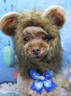 トイプードルのチョコくん♪ ライオン帽子で冬の雪景色フォト！
こんにちは！ 有限会社A HAPPY DOG LIFEです。本日も可愛いわんちゃんがトリミングに来てくれました♪

■ チョコくん、ハーブ歯磨き＆すっきりベアカットでおめかし

本日はトイプードルのチョコくんがご来店✨

トリミング前に、オプションのハーブ歯磨きをご利用いただきました。お口の中をやさしくケアしながら、さっぱりリフレッシュしてからカットに入っています。

カットは、全身を8ミリでそろえたすっきりスタイル。お顔は短めのベアカットで、黒くまんまるなおめめがよく見えるようにラインを整えました。お耳はこれから伸ばしていく予定なので、長さを生かしつつ形を整えています。

しっぽは、根元から先までまっすぐの棒状スタイルにカット。全体的にコンパクトでお手入れしやすく、ふんわり感も楽しめるバランスの良い仕上がりになりました♪

■ ライオン帽子＆雪景色背景で冬の記念撮影📸

トリミングのあとは、お楽しみの記念撮影タイム♪

オプションメニューをご利用いただいたわんちゃん限定で、帽子をかぶった特別ショットをお撮りしています。

チョコくんには、たてがみ風の毛がふさふさ付いたライオン帽子をコーディネート。丸いお顔のまわりをぐるっと囲むデザインで、ちょこんと付いた耳もとてもキュートです。首元には、中央にストーンがきらっと光る青い雪の結晶リボンを合わせ、冬らしいおめかしスタイルに仕上げました。

背景には、雪の積もった木々と青い空、カラフルなマフラーを巻いた雪だるまが並ぶ冬の雪景色セットをセレクト。白い雪と青い背景の中に、茶色のふんわりコートのチョコくんがちょこんとおすわりして、カメラを見つめてくれて、とても絵になる1枚になりました💕

■ わんちゃんに優しいトリミング＆毎月変わる無料フォト

当サロンでは、わんちゃん一頭一頭にしっかり時間をかけ、負担の少ない丁寧な施術を心がけています。トリマーにも無理のない頭数調整を行い、落ち着いた環境のなかでトリミングを行うことで、わんちゃんがリラックスして過ごせるよう配慮しています。

トリミング後には、毎月変わる背景セットで記念撮影♪ 冬シーズンは、雪景色や雪だるま、クリスマス・お正月など季節感のある背景に、首飾りやリボン、帽子、洋服など、わんちゃんの可愛さを引き立てるアイテムを多数ご用意しています。

被り物・洋服は約300着の中から、その子の雰囲気や毛色に合わせてお選びいただけます。撮影したお写真のデータは無料でお渡ししていますので、ご家族での記念やごあいさつ用のお写真として、ぜひご活用ください。

■ 本日のわんちゃんの料金目安（トイプードル 5.5kg未満の場合）

シャンプーコース：4,980円（税込）
シャンプーカットコース：5,980円（税込）
トリミングコース：45日以内 7,980円（税込）／46～52日 8,420円（税込）／53～59日 8,860円（税込）／60日以上 9,300円（税込）
※犬の体格・毛量・オプション内容により、所要時間・料金は変わる場合があります ※トリミングコースは前回のトリミングからの日数により料金が変動します。45日以内のご利用がお得です

========================
🐾トリマーブログはこちらから🐾
https://doging.com/category/trimmer/
========================

有限会社A HAPPY DOG LIFE

#トイプードル #トリミングサロン #鎌ケ谷トリミング #犬のいる暮らし #ペットフォト