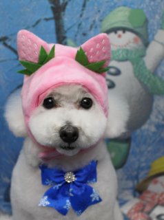 トイプードルのロナちゃん♪ いちご帽子で冬の雪景色フォト！
こんにちは！ 有限会社A HAPPY DOG LIFEです。本日も可愛いわんちゃんがトリミングに来てくれました♪

■ ロナちゃん、カシミヤタッチシャンプーでふんわり仕上げ

本日はトイプードルのロナちゃんがご来店✨

本日はオプションでファーメイクカシミヤタッチシャンプー＆トリートメントをご利用いただきました。やさしい泡で包み込みながら洗い上げることで、被毛にうるおいとまとまり感がプラスされ、触り心地の良いふんわりヘアに仕上がります。

カットは、体を10ミリでそろえてバランスよくすっきりと、四肢は体に合わせて筒状にすっきりカットしました。お顔は目元がよく見えるように整えたすっきりベアカットで、丸いシルエットとつぶらな瞳が引き立つスタイルになっています。

首元には、雪の結晶モチーフが入った鮮やかな青いリボンをコーディネート。白い毛並みとのコントラストがとてもきれいで、冬らしいおめかしになりました♪

■ いちご帽子＆雪だるま背景で冬の記念撮影📸

トリミングのあとは、お楽しみの記念撮影タイム♪

オプションをお選びいただいたわんちゃん限定で、帽子をかぶったスペシャルフォトをお撮りしています。

ロナちゃんには、ピンク色のいちご帽子をチョイス。てっぺんのグリーンの葉っぱと、白い粒の模様がキュートないちごモチーフで、丸いお顔との相性もぴったりです。

背景には、雪の結晶や雪だるまが描かれた青い冬のセットをセレクト。緑の帽子とマフラーをつけた雪だるまや、黄色い帽子の雪だるまが並ぶ、にぎやかな雪景色の中で、ロナちゃんがちょこんとおすわりしてカメラを見つめてくれました。

真っ白なふんわりコートに、青いリボンといちご帽子がよく映えて、冬のごあいさつにもぴったりの1枚になりました💕

■ わんちゃんに優しいトリミング＆毎月変わる無料フォト

当サロンでは、わんちゃん一頭一頭にしっかり時間をかけ、負担の少ない丁寧な施術を心がけています。トリマーにも無理のない頭数調整を行い、落ち着いた環境のなかでトリミングを行うことで、わんちゃんがリラックスして過ごせるよう配慮しています。

トリミング後には、毎月変わる背景セットで記念撮影♪ 冬シーズンは、雪景色や雪だるま、クリスマス・お正月など季節感のある背景に、首飾りやリボン、帽子、洋服など、わんちゃんの可愛さを引き立てるアイテムを多数ご用意しています。

被り物・洋服は約300着の中から、その子の雰囲気や毛色に合わせてお選びいただけます。撮影したお写真のデータは無料でお渡ししていますので、ご家族での記念やごあいさつ用のお写真として、ぜひご活用ください。

■ 本日のわんちゃんの料金目安（トイプードル 5.5kg未満の場合）

ロナちゃん（シャンプーカットコース）：5,980円（税込）
※犬の体格・毛量・オプション内容により、所要時間・料金は変わる場合があります ※トリミングコースは前回のトリミングからの日数により料金が変動します。45日以内のご利用がお得です

========================
🐾トリマーブログはこちらから🐾
https://doging.com/category/trimmer/
========================

有限会社A HAPPY DOG LIFE

#トイプードル #トリミングサロン #鎌ケ谷トリミング #犬のいる暮らし #ペットフォト
