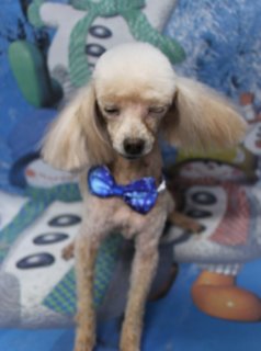 ❄️《トイプードル＆シェルティー 冬の雪景色フォト》
＼コニーちゃん・ダッフィーくん・リリーちゃんご来店／

本日は、トイプードルのコニーちゃん＆ダッフィーくん、シェルティーのリリーちゃんがトリミングに来てくれました✨

✂️トリミングスタイル
・コニーちゃん＆ダッフィーくん
　→ 全身3ミリでスッキリカット。
　　お顔はメリハリの出る顔バリ、足元はお手入れしやすい足バリで
　　スマートな印象に仕上げました。

・リリーちゃん
　→ 全身3ミリでスッキリと。
　　シェルティーらしい優しい表情が引き立つように
　　お顔まわりは毛を残してふんわり整えています。
　　しっぽは先端をふんわり残したライオンカットで、後ろ姿も可愛く♪

📸雪だるま背景で冬フォト
トリミングのあとは、雪だるまや雪の積もった木々が描かれた
青い冬景色のセットで記念撮影。

コニーちゃん＆ダッフィーくんはおそろいの青い蝶ネクタイでおめかし。
リリーちゃんの柔らかな毛色も冬らしいブルートーンの背景に映えて、
冬のごあいさつにもぴったりの1枚になりました💕

🐾わんちゃんに優しいトリミング＆毎月変わる無料フォト
当サロンでは、頭数を調整しながら、一頭一頭に時間をかけて
負担の少ない丁寧なトリミングを行っています。

トリミング後は、毎月変わる背景セットで記念撮影♪
冬シーズンは雪景色や雪だるま、クリスマス・お正月など、
季節感たっぷりの背景と、首飾り・リボン・帽子・洋服など
約300着のアイテムをご用意しています。
撮影データは無料でお渡ししています。

💰本日のわんちゃん料金目安
・トイプードル（5.5kg未満想定）
　シャンプーカットコース：5,980円（税込）
・シェルティー
　シャンプーカットコース：6,980円（税込）
※体格・毛量・オプション内容、前回トリミングからの日数により
　所要時間・料金は変動します（45日以内のご利用がお得です）。

ぜひ、冬の思い出づくりに遊びにいらしてください🐶

【有限会社A HAPPY DOG LIFE】
住所：千葉県鎌ケ谷市西道野辺8-18
営業時間：9:00～17:30
定休日：不定休（事前予約・問い合わせ推奨）
駐車場：あり（事前確認推奨）
支払方法：記載なし
安心・丁寧なトリミングと、毎月変わる背景での記念撮影サービスをご提供しています。

#トイプードル #シェルティー #トリミングサロン #鎌ケ谷 #犬のいる暮らし