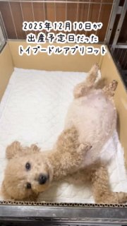 2025年12月10日が出産予定日だったトイプードルアプリコット。交配した相手は、ティーカッププードルレッドのプラム（遺伝子検査3項目クリア)

12月11日の明け方から産気付いて、9時18分1頭目が逆子で出産しました。アプリコット女の子です。オレンジのゴムをしました。初乳ミルクで哺乳をしました。
10時に2頭目が産まれました。アプリコット女の子です。赤いゴムをしました。11時過ぎにに3頭目、レッド男の子が産まれました。青いゴムをしました。
そして13時前に4頭目が産まれました。水色のゴムをしました。

2025年12月11日トイプードルレッド男の子1頭アプリコット男の子1頭女の子2頭です。

#トイプードル子犬
#トイプードルブリーダー
#トイプードル出産

#イニシャルDの一族
#語彙WD