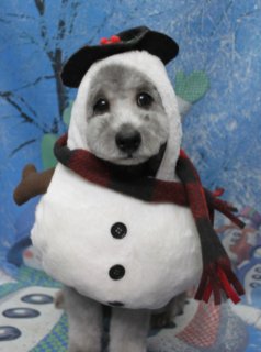 トイプードルのトムくん♪ 着物＆雪だるまコーデで冬フォト！
こんにちは！ 有限会社A HAPPY DOG LIFEです。本日も可愛いわんちゃんがトリミングに来てくれました♪

■ トムくん、ハーブ歯磨き＆自然流シャンプーでやさしくケア

本日はトイプードルのトムくんがご来店✨

トリミング前に、オプションでハーブ歯磨きと自然流シャンプーをご利用いただきました。お口まわりをやさしくケアしつつ、自然由来成分のシャンプーで皮膚と被毛をいたわりながらすっきり洗い上げてから、カットに入っています。

カットは、ボディを6ミリでスッキリと、四肢は体とのバランスを見ながら筒状に整えました。お顔はふんわり丸いベアカットで、今後は頭とお耳の毛をつなげていくスタイルに。くりっとした黒いおめめがよく見える、ぬいぐるみのようなシルエットになりました♪

■ 雪だるま着ぐるみ＆ライオン風コスチュームで冬のスペシャルショット📸

トリミングのあとは、お楽しみの記念撮影タイム♪

まずは、白い胴体に黒いボタンが2つ並んだ雪だるま風の着ぐるみでパチリ。赤×黒チェックのマフラーと、茶色の枝のような腕がついたデザインで、冬の雪景色の背景とぴったりのコーデになりました。

続いて、ライオンのたてがみと耳がついたライオン風コスチューム＆青い蝶ネクタイでアップショットも撮影。グレーの毛色とふわふわのたてがみ、きりっとしたお顔立ちがよく映えて、ちょっぴり凛々しい表情の一枚になりました。

さらに、花柄の着物風コーデや青い蝶ネクタイでのおすわりショットなど、冬の雪だるま背景とあわせて、いろいろなトムくんの表情を撮影させていただきました💕

■ オプションご利用のわんちゃんには帽子フォトをプレゼント♪

当サロンでは、オプションメニューをお選びいただいたわんちゃんに、帽子やかぶりものを使った特別フォトをお撮りしています。

季節ごとに入れ替えている帽子・かぶりもの・ヘッドアクセサリーのほか、被り物や洋服は約300着ご用意。冬シーズンは、雪だるまやいちごニット帽、ライオン風コスチュームなど、あたたかみのあるアイテムが人気です。

撮影したお写真のデータは無料でお渡ししていますので、ご家族への共有や季節のごあいさつにもぜひご活用ください♪

■ わんちゃんに優しいトリミング＆毎月変わる無料フォト

当サロンでは、わんちゃん一頭一頭にしっかり時間をかけ、負担の少ない丁寧な施術を心がけています。トリマーにも無理のない頭数調整を行い、落ち着いた環境のなかでトリミングを行うことで、わんちゃんがリラックスして過ごせるよう配慮しています。

トリミング後には、毎月変わる背景セットで記念撮影♪ 冬シーズンは、雪景色や雪だるまなど季節感のある背景に、首飾りやリボン、帽子、洋服など、わんちゃんの可愛さを引き立てるアイテムを多数ご用意しています。

被り物・洋服は約300着の中から、その子の雰囲気や毛色に合わせてお選びいただけます。撮影したお写真のデータは無料でお渡ししていますので、ご家族での記念や季節のごあいさつ用のお写真として、ぜひお楽しみください。

■ 本日のわんちゃんの料金目安（トイプードル 5.5kg未満の場合）

シャンプーコース：4,980円（税込）
シャンプーカットコース：5,980円（税込）
トリミングコース：45日以内 7,980円（税込）／46～52日 8,420円（税込）／53～59日 8,860円（税込）／60日以上 9,300円（税込）
※犬の体格・毛量・オプション内容により、所要時間・料金は変わる場合があります ※トリミングコースは前回のトリミングからの日数により料金が変動します。45日以内のご利用がお得です

========================
🐾トリマーブログはこちらから🐾
https://doging.com/category/trimmer/
========================

有限会社A HAPPY DOG LIFE

#トイプードル #トリミングサロン #鎌ケ谷 #ペットフォト #AHAPPYDOGLIFE