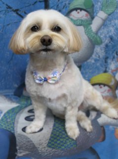 ミックス犬のモコちゃん♪ 雪景色背景で冬フォト！
こんにちは！ 有限会社A HAPPY DOG LIFEです。本日も可愛いわんちゃんがトリミングに来てくれました♪

■ モコちゃん、全身8ミリ＆ベアカットでふんわりおめかし

本日はミックス犬のモコちゃんがご来店✨

ボディは全身8ミリでスッキリと、お手入れしやすい長さにカットしました。足も体の長さに合わせて整え、丸みのあるシルエットになるようバランスを見ながら仕上げています。

お顔は丸くふんわりとしたベアカットに。黒くまんまるな瞳とお鼻がよく見えるようにラインを調整し、幼い印象のキュートなスタイルになりました。お耳は短めにカットしてコンパクトに、尾は根元を短くして先をふんわり残したライオンカットで、後ろ姿まで可愛らしく整えています♪

首元には、冬の雰囲気にぴったりな青い蝶ネクタイをコーディネート。白い毛色とのコントラストがきれいで、きちんと感のあるおめかしスタイルになりました。

■ 雪だるま＆冬景色背景でほっこり記念撮影📸

トリミングのあとは、お楽しみの記念撮影タイム♪

背景には、雪の積もった木々や雪の結晶、雪だるまが描かれた青い冬景色のセットをセレクトしました。緑の帽子とマフラーをつけた雪だるまの隣には、黄色い帽子をかぶったキャラクターも並び、にぎやかな冬の世界を演出しています。

モコちゃんは、冬モチーフが描かれた青いクッションの上にちょこんとおすわりして、カメラをまっすぐ見つめてくれました。ふんわり整えたベアカットのお顔と青い蝶ネクタイ、真っ白な毛並みが、ブルートーンの背景によく映えて、冬のごあいさつにもぴったりの一枚になりました💕

■ わんちゃんに優しいトリミング＆毎月変わる無料フォト

当サロンでは、わんちゃん一頭一頭にしっかり時間をかけ、負担の少ない丁寧な施術を心がけています。トリマーにも無理のない頭数調整を行い、落ち着いた環境のなかでトリミングを行うことで、わんちゃんがリラックスして過ごせるよう配慮しています。

トリミング後には、毎月変わる背景セットで記念撮影♪ 冬シーズンは、雪景色や雪だるまなど季節感のある背景に、首飾りやリボン、蝶ネクタイ、帽子、洋服など、わんちゃんの可愛さを引き立てるアイテムを多数ご用意しています。

被り物・洋服は約300着の中から、その子の雰囲気や毛色に合わせてお選びいただけます。撮影したお写真のデータは無料でお渡ししていますので、ご家族での記念や季節のごあいさつ用のお写真として、ぜひご活用ください。

■ 本日のわんちゃんの料金目安（プードル系MIX 5.5kg未満想定）

シャンプーコース：4,980円（税込）
シャンプーカットコース：5,980円（税込）
トリミングコース：45日以内 7,980円（税込）／46～52日 8,420円（税込）／53～59日 8,860円（税込）／60日以上 9,300円（税込）
※犬種区分は毛質・体格などを踏まえてスタッフがご案内いたします ※犬の体格・毛量・オプション内容により、所要時間・料金は変わる場合があります ※トリミングコースは前回のトリミングからの日数により料金が変動します。45日以内のご利用がお得です

========================
🐾トリマーブログはこちらから🐾
https://doging.com/category/trimmer/
========================

有限会社A HAPPY DOG LIFE

#ミックス犬 #トリミングサロン #鎌ケ谷トリミング #犬のいる暮らし #AHAPPYDOGLIFE