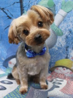 ❄️《ヨークシャーテリアのリンくん・冬のおめかしフォト》
＼雪景色背景でほっこり冬ショット📸／

本日はヨークシャーテリアのリンくんがご来店♪
体は8ミリで全体的にスッキリ、お手入れしやすい長さにカットしました。
足は体とのバランスを見ながら筒状に整えて、まっすぐで可愛いシルエットに。

お顔はまんまるカット、お耳は短めでコンパクトに✨
くりっとした黒いおめめとお鼻がよく見える、幼い雰囲気のスタイルになりました。
首元には冬にぴったりな青い蝶ネクタイをコーディネート。
毛色とのコントラストがきれいな、きちんとおめかしスタイルです。

トリミングのあとは、雪の結晶や木々、雪だるまが描かれた青い冬景色の背景で記念撮影❄️
緑の帽子と赤いマフラーの雪だるまと並んで、にぎやかな冬の世界に。
リンくんはちょこんとおすわりして、少し首をかしげたポーズでカメラ目線💕
青い背景と青い蝶ネクタイがよく映えて、冬のごあいさつにもぴったりの一枚になりました。

当サロンでは、わんちゃん一頭一頭にしっかり時間をかけた、負担の少ない丁寧なトリミングを行っています。
トリマーにも無理のない頭数調整で、落ち着いた環境づくりを心がけています。

トリミング後は、毎月変わる背景セットで記念撮影♪
冬シーズンは雪景色や雪だるまなどの季節感ある背景と、首飾り・リボン・蝶ネクタイ・帽子・洋服などのアイテムをご用意。
被り物・洋服は約300着の中から、その子の雰囲気や毛色に合わせてお選びいただけます。
撮影したお写真のデータは無料でお渡ししています。

【ヨークシャーテリアの料金目安】
・シャンプーコース：4,480円（税込）
・シャンプーカットコース：5,480円（税込）
・トリミングコース：
　45日以内 7,480円（税込）
　46～52日 7,920円（税込）
　53～59日 8,360円（税込）
　60日以上 8,800円（税込）
※犬の体格・毛量・オプション内容により、所要時間・料金は変わる場合があります。
※トリミングコースは前回トリミングからの日数により料金が変動します。45日以内のご利用がお得です。

【有限会社A HAPPY DOG LIFE】
住所：千葉県鎌ケ谷市西道野辺8-18
営業時間：9:00～17:30
定休日：不定休（事前予約・問い合わせ推奨）
鎌ケ谷駅と馬込沢駅の中間地点にある、犬にもトリマーにも優しいトリミングサロンです。

#ヨークシャーテリア #トリミングサロン #鎌ケ谷トリミング #犬のいる暮らし #AHAPPYDOGLIFE