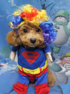 トイプードルのゴン太くん♪ オゾンシャワー＆帽子コーデで冬フォト！
こんにちは！ 有限会社A HAPPY DOG LIFEです。本日も可愛いわんちゃんがトリミングに来てくれました♪

■ ゴン太くん、オゾンシャワー＆カシミヤタッチシャンプーでふんわりケア

本日はトイプードルのゴン太くんがご来店✨

トリミング前に、オプションでオゾンシャワーとカシミヤタッチシャンプーをご利用いただきました。細かな泡のシャワーで皮膚と被毛をやさしく洗浄しつつ、しっとりなめらかな仕上がりになるシャンプーで全身をケア。さっぱりしながらもふんわりとした手触りに整えてからカットに入っています。

カットは、体は8ミリでお手入れしやすく、四肢は体とのバランスを見ながら筒状にスッキリ。お顔はスッキリめのベアカット、お耳はフチでカットして、くりっとした黒いおめめがよく見える、キリッと可愛いスタイルに仕上がりました♪

■ スーパーマン風コスチューム＆帽子コーデで冬の記念撮影📸

トリミングのあとは、お楽しみの記念撮影タイム♪

まずは、青いシャツに赤いマントとパンツ、胸元にロゴマークが入ったスーパーマン風コスチュームでパチリ。赤いブーツ風のデザインと、カラフルなヘアカラー風ウィッグがアクセントになり、元気いっぱいのヒーローに変身したゴン太くんが、とてもよく似合っていました。

背景には、雪だるまや雪の積もった木々、雪の結晶が描かれた青い冬景色のセットをセレクト。ひんやりとした雪の世界のなかで、凛々しいヒーロースタイルのゴン太くんが正面を見つめている姿が、とても印象的な一枚になりました。

■ 冬ニット＆いちご帽子など、オプション限定の帽子フォトも♪

今回は、オプションメニューをご利用いただいたので、帽子を被った特別フォトも撮影しました。

ピンク×ブラウンのボーダー柄ニット帽とおそろいのマフラーで、ほっこり冬のお散歩スタイルに変身したカットや、赤と緑のいちごモチーフのニット帽でキュートにおめかしした一枚など、雰囲気の違う冬コーデをいくつかお楽しみいただきました。

どのスタイルでも、短めに整えたボディとふんわり丸いお顔、黒くまんまるなおめめがよく映えて、冬のごあいさつにもぴったりなお写真になりました💕

■ わんちゃんに優しいトリミング＆毎月変わる無料フォト

当サロンでは、わんちゃん一頭一頭にしっかり時間をかけ、犬にもトリマーにも負担の少ない丁寧な施術を心がけています。トリマー1人あたりの頭数を調整し、落ち着いた環境のなかでトリミングを行うことで、わんちゃんがリラックスして過ごせるよう配慮しています。

トリミング後には、毎月変わる背景セットで記念撮影♪ 冬シーズンは、雪景色や雪だるまなど季節感のある背景に、首飾りやリボン、帽子、洋服、着ぐるみなど、わんちゃんの可愛さを引き立てるアイテムを多数ご用意しています。

被り物・洋服は約300着の中から、その子の雰囲気や毛色に合わせてお選びいただけます。撮影したお写真のデータは無料でお渡ししていますので、ご家族での記念や季節のごあいさつ用のお写真として、ぜひご活用ください。

■ 本日のわんちゃんの料金目安（トイプードル 5.5kg未満の場合）

シャンプーコース：4,980円（税込）
シャンプーカットコース：5,980円（税込）
トリミングコース：45日以内 7,980円（税込）／46～52日 8,420円（税込）／53～59日 8,860円（税込）／60日以上 9,300円（税込）
※犬の体格・毛量・オプション内容により、所要時間・料金は変わる場合があります ※トリミングコースは前回のトリミングからの日数により料金が変動します。45日以内のご利用がお得です

========================
🐾トリマーブログはこちらから🐾
https://doging.com/category/trimmer/
========================

有限会社A HAPPY DOG LIFE

#トイプードル #トリミングサロン #鎌ケ谷 #ペットフォト #AHAPPYDOGLIFE