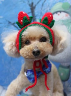 トイプードルのシュシュくん♪ いちご帽子コーデで冬フォト！
こんにちは！ 有限会社A HAPPY DOG LIFEです。本日も可愛いわんちゃんがトリミングに来てくれました♪

■ シュシュくん、バイオガンスシャンプー＆すっきりカットでおめかし

本日はトイプードルのシュシュくんがご来店✨

まずは、フルーツの香りがさわやかなバイオガンスシャンプー（アップル）で優しくシャンプー。皮膚と被毛に配慮しながら、ふんわりとした手触りに洗い上げました。

カットは、全身6ミリですっきりとお手入れしやすい長さに。体のバランスを見ながら整え、お顔はまんまるシルエットのベアカットに仕上げています。尾は根元から丸く整えたポンポンスタイルで、後ろ姿まで可愛らしい印象になりました♪

■ いちごニット帽＆雪景色背景で冬のアップショット📸

トリミングのあとは、お楽しみの記念撮影タイム♪

首元には、冬らしい青い雪柄の蝶ネクタイをコーディネート。明るいアプリコットカラーの毛色とのコントラストが映えて、きちんと感のあるおめかしスタイルになりました。

背景には、雪の積もった木々と青い空が描かれた冬景色をセレクト。右側には緑の帽子とマフラーをつけた雪だるまのイラストがぼんやり写り、ほっこりとした冬の世界観を演出しています。

今回はアップ写真で、赤と緑の毛糸で編んだいちごモチーフのニット帽をオン♪ 耳の上には小さな赤いいちごの飾りが2つ並び、あご下で結んだ赤い紐もアクセントに。まんまるなお顔とつぶらな瞳、いちご帽子の組み合わせがとてもキュートな一枚になりました💕

※当サロンでは、オプションメニューをお選びいただいたわんちゃんに、帽子をかぶった特別フォトをお撮りしています。季節ごとの帽子やヘッドアクセサリーをご用意しておりますので、ぜひトリミングと一緒にお楽しみください♪

■ わんちゃんに優しいトリミング＆毎月変わる無料フォト

当サロンでは、わんちゃん一頭一頭にしっかり時間をかけ、負担の少ない丁寧な施術を心がけています。トリマーにも無理のない頭数調整を行い、落ち着いた環境のなかでトリミングを行うことで、わんちゃんがリラックスして過ごせるよう配慮しています。

トリミング後には、毎月変わる背景セットで記念撮影♪ 冬シーズンは、雪景色や雪だるまなど季節感のある背景に、首飾りやリボン、帽子、洋服など、わんちゃんの可愛さを引き立てるアイテムを多数ご用意しています。

被り物・洋服は約300着の中から、その子の雰囲気や毛色に合わせてお選びいただけます。撮影したお写真のデータは無料でお渡ししていますので、ご家族での記念や季節のごあいさつ用のお写真として、ぜひご活用ください。

■ 本日のわんちゃんの料金目安（トイプードル 5.5kg未満の場合）

シャンプーコース：4,980円（税込）
シャンプーカットコース：5,980円（税込）
トリミングコース：45日以内 7,980円（税込）／46～52日 8,420円（税込）／53～59日 8,860円（税込）／60日以上 9,300円（税込）
※犬の体格・毛量・オプション内容により、所要時間・料金は変わる場合があります ※トリミングコースは前回のトリミングからの日数により料金が変動します。45日以内のご利用がお得です

========================
🐾トリマーブログはこちらから🐾
https://doging.com/category/trimmer/
========================

有限会社A HAPPY DOG LIFE

#トイプードル #トリミングサロン #鎌ケ谷 #ペットフォト #AHAPPYDOGLIFE