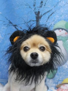 ポメラニアンのぽてちくん♪ 泥シャンプー＆帽子コーデで冬フォト！
こんにちは！ 有限会社A HAPPY DOG LIFEです。本日も可愛いわんちゃんがトリミングに来てくれました♪

■ ぽてちくん、泥シャンプーでしっかりケア＆すっきりカット

本日はポメラニアンのぽてちくんがご来店✨

トリミング前に、オプションで泥シャンプーをご利用いただきました。皮膚と被毛をいたわりながら、すっきり洗い上げてからカットに入っています。

カットは、全身を6ミリでスッキリと短くし、お手入れしやすいスタイルに。お顔は丸くふんわり残し、耳先も丸くカットして、くりっとしたおめめがよく見える、ぬいぐるみのようなシルエットに仕上げました。

尾はふんわりボリュームを残したたぬきカット。後ろ姿まで可愛らしい、ポメラニアンの魅力たっぷりのスタイルです♪

■ 冬の雪景色背景＆ライオン風帽子で記念撮影📸

トリミングのあとは、お楽しみの記念撮影タイム♪

背景には、雪の積もった木々と雪だるまが描かれた、青い冬景色のセットをセレクトしました。緑の帽子とマフラーを付けた雪だるまが並ぶ、冬らしい世界観です。

ぽてちくんには、黒い毛とオレンジ色の丸い耳が付いたライオン風の帽子をコーディネート。ふんわり丸く整えたお顔と、たてがみのような帽子の組み合わせで、キリッとかっこいい表情から愛らしい表情まで、いろいろなショットが撮れました。

※当店では、オプションメニューをお選びいただいたわんちゃん限定で、帽子をかぶった特別フォトをお撮りしています。季節に合わせた帽子やヘッドアクセサリーをご用意していますので、ぜひトリミングとあわせてお楽しみください♪

■ わんちゃんに優しいトリミング＆毎月変わる無料フォト

当サロンでは、わんちゃん一頭一頭にしっかり時間をかけ、負担の少ない丁寧な施術を心がけています。トリマーにも無理のない頭数調整を行い、落ち着いた環境のなかでトリミングを行うことで、わんちゃんがリラックスして過ごせるよう配慮しています。

トリミング後には、毎月変わる背景セットで記念撮影♪ 冬シーズンは、雪景色や雪だるまなど季節感のある背景に、首飾りやリボン、帽子、洋服など、わんちゃんの可愛さを引き立てるアイテムを多数ご用意しています。

被り物・洋服は約300着の中から、その子の雰囲気や毛色に合わせてお選びいただけます。撮影したお写真のデータは無料でお渡ししていますので、ご家族での記念や季節のごあいさつ用のお写真として、ぜひご活用ください。

■ 本日のわんちゃんの料金目安（ポメラニアンの場合）

シャンプーコース：4,400円（税込）
シャンプーカットコース：5,400円（税込）
トリミングコース：一律 6,200円（税込）
※犬の体格・毛量・オプション内容により、所要時間・料金は変わる場合があります ※トリミングコースは前回のトリミングからの日数にかかわらず同一料金です

========================
🐾トリマーブログはこちらから🐾
https://doging.com/category/trimmer/
========================

有限会社A HAPPY DOG LIFE

#ポメラニアン #トリミングサロン #鎌ケ谷 #ペットフォト #AHAPPYDOGLIFE