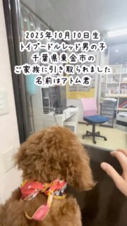 2025年10月10日生まれ、トイプードル子犬レッド男の子、千葉県東金市にお住いのご家族に12月30日引き取られました。名前はアトム君。

2005年にトイプードルのココア君をお渡ししたお客様です。
一度お問い合わせを頂いた後、ご家庭の事情で見送られたのですが、その後またお問い合わせを頂きました。
飼い主さんは10月11日生まれの1日違い、そしてお父様と弟さんは一緒の10月10日生まれという運命の導き✨

父犬は遺伝子検査3項目クリアのティーカッププードルレッドのプラム。

#トイプードルブリーダー
#トイプードル子犬

#ahappydoglifeお渡しの子犬 

#イニシャルDの一族
#語彙WD
