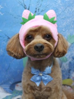 ⛄《ミックス犬のたむくん♪ ハーブ歯磨き＆冬リボンで雪景色フォト》
＼冬のごあいさつにぴったりな一枚に／

本日は、ミックス犬のたむくんがご来店🐾
トリミング前にオプションのハーブ歯磨きで、お口まわりをやさしくケアしてからカットしました。

✂ カットスタイル
・体は5ミリでスッキリ
・四肢は体とのバランスを見ながら筒状に
・お顔はまるく、お耳はフチでコンパクトにカット
・しっぽは短くそろえて、どの角度から見てもころんと可愛いシルエットに♪

首元には、中央にストーンがきらっと光る明るい水色のリボンをコーディネート✨
あたたかみのあるブラウンの毛色に爽やかなブルーが映えて、冬のおめかしスタイルになりました。

📸 雪景色セットでほっこり記念撮影
雪の積もった木々や雪だるま、雪の結晶が描かれた青い冬の背景で撮影。
足元にも雪だるま柄や雪の結晶モチーフの布を敷いて、にぎやかな冬の世界を演出しています。
たむくんは前足をそろえてちょこんとおすわり、少し首をかしげたポーズでカメラ目線💕
淡い水色のリボンがブルートーンの背景によく映えて、冬のごあいさつにもぴったりの一枚になりました。

🎩 オプション利用のわんちゃん限定フォト
ハーブ歯磨き・温浴・薬用シャンプーなどのオプションをご利用のわんちゃんには、
ニット帽・いちごモチーフ・うさ耳付きなど季節の帽子をかぶった、特別ショットもお撮りしています♪

📷 わんちゃんに優しいトリミング＆毎月変わる無料フォト
一頭一頭にしっかり時間をかけ、負担の少ない丁寧な施術を心がけています。
トリミング後は、毎月変わる背景セットで記念撮影。冬は雪景色や雪だるまの背景に、首飾り・リボン・蝶ネクタイ・帽子・洋服など多数ご用意。
被り物・洋服は約300着の中から、その子の雰囲気や毛色に合わせてお選びいただけます。
撮影データは無料でお渡ししています。

💰 本日のわんちゃん料金目安（プードル系MIX・5.5kg未満）
・シャンプーコース：4,980円（税込）
・シャンプーカットコース：5,980円（税込）
・トリミングコース：
　45日以内 7,980円（税込）
　46～52日 8,420円（税込）
　53～59日 8,860円（税込）
　60日以上 9,300円（税込）
※体格・毛量・オプション内容により所要時間・料金は変わる場合があります
※トリミングコースは前回からの日数で料金が変動します（45日以内のご利用がお得です）

冬の思い出フォトと一緒に、トリミングでスッキリおめかししませんか？
お問い合わせはお電話にてお気軽にどうぞ☎ 047-412-9630

【有限会社A HAPPY DOG LIFE】
住所：千葉県鎌ケ谷市西道野辺8-18
営業時間：9:00～17:30
定休日：不定休（事前予約・問い合わせ推奨）
支払方法：記載なし
安心・丁寧なトリミングと、毎月変わる背景での記念写真サービス、子犬販売・ペットホテルも行っています。

#AHAPPYDOGLIFE #鎌ケ谷トリミング #ミックス犬 #ハーブ歯磨き #犬のいる暮らし