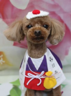 トイプードルのノアくん♪ 和装＆くまさんコーデで春フォト！
こんにちは！ 有限会社A HAPPY DOG LIFEです。本日も可愛いわんちゃんがトリミングに来てくれました♪

■ ノアくん、ハーブ歯磨き＆自然流シャンプーでさっぱりケア

本日はトイプードルのノアくんがご来店✨

トリミング前に、オプションでハーブ歯磨きと自然流シャンプー＆トリートメントをご利用いただきました。お口まわりをやさしくケアしながら、皮膚と被毛に配慮したシャンプーとトリートメントで、全身をしっとりつややかに洗い上げています。

カットは、体を3ミリでスッキリと、四肢は体とのバランスを見ながら筒状に整えました。お顔はふんわり丸いベアカット、お耳はフチで丸く仕上げ、尾はころんとした棒状に。黒くまんまるなおめめがよく見える、ぬいぐるみのようなシルエットになりました♪

■ 和装・くまさん・ハートチョーカー♪ 3パターンのおめかしフォト📸

トリミングのあとは、お楽しみの記念撮影タイム♪ 今回のノアくんは、春のごあいさつにもぴったりな3パターンのおめかしショットを撮影しました。

まずは、白・紫・赤の差し色が印象的な和装風コーデ。胸元には家紋風のモチーフや文字が入った白い肩掛け、中央には黄色い巾着の飾りを合わせ、白い帽子には赤い丸い飾りをオン。キリッとした和の雰囲気がとてもよく似合っています。

続いては、ピンク色のフード付き和スイーツ風コーデ。おにぎりのような白い飾りと、「福」の文字が入った丸い飾りがアクセントになったフードに、オレンジと白の市松模様のお着物風スタイルで、華やかな和テイストに仕上がりました。

さらに、ふわふわ素材のくまさん着ぐるみを着て、赤いハートをギュッと抱えたスタイルでもパチリ。テディベアの耳付きフードからのぞくノアくんのつぶらな瞳と、優しい表情がとても愛らしい一枚になりました。

最後は、明るい赤いベルトに水玉模様のハート型モチーフが付いたチョーカーでシンプルにおめかし。ピンクの花柄背景と「Spring」の文字が入ったマットが、ノアくんの柔らかな毛色と相まって、春らしいごあいさつフォトに仕上がっています💕

■ オプション利用のわんちゃん限定♪ 帽子コーデ写真もお撮りします

当サロンでは、ハーブ歯磨きや温浴、シャンプーのオプションメニューをご利用いただいたわんちゃんに、帽子を被った特別フォトをお撮りしています。

季節に合わせて、和装に合う帽子やニット帽、クマ耳フード、いちごモチーフ帽子など、さまざまなアイテムをご用意。ノアくんのように、トリミングでスッキリ整えたあと、ぜひオプションと一緒にスペシャルショットもお楽しみください♪

■ わんちゃんに優しいトリミング＆毎月変わる無料フォト

当サロンでは、わんちゃん一頭一頭にしっかり時間をかけ、負担の少ない丁寧な施術を心がけています。トリマーにも無理のない頭数調整を行い、落ち着いた環境のなかでトリミングを行うことで、わんちゃんがリラックスして過ごせるよう配慮しています。

トリミング後には、毎月変わる背景セットで記念撮影♪ 春シーズンは、ピンクのお花ややわらかな色合いの背景に、首飾りやリボン、蝶ネクタイ、帽子、洋服、着ぐるみなど、わんちゃんの可愛さを引き立てるアイテムを多数ご用意しています。

被り物・洋服は約300着の中から、その子の雰囲気や毛色に合わせてお選びいただけます。撮影したお写真のデータは無料でお渡ししていますので、ご家族での記念や季節のごあいさつ用のお写真として、ぜひご活用ください。

■ 本日のわんちゃんの料金目安（トイプードル 5.5kg未満の場合）

シャンプーコース：4,980円（税込）
シャンプーカットコース：5,980円（税込）
トリミングコース：45日以内 7,980円（税込）／46～52日 8,420円（税込）／53～59日 8,860円（税込）／60日以上 9,300円（税込）
※犬の体格・毛量・オプション内容により、所要時間・料金は変わる場合があります ※トリミングコースは前回のトリミングからの日数により料金が変動します。45日以内のご利用がお得です

========================
🐾トリマーブログはこちらから🐾
https://doging.com/category/trimmer/
========================

有限会社A HAPPY DOG LIFE

#トイプードル #トリミングサロン #鎌ケ谷 #ドッグフォト #A_HAPPY_DOG_LIFE