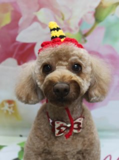 トイプードルのレオンくん♪ 薬用シャンプー＆春色フォト！
こんにちは！ 有限会社A HAPPY DOG LIFEです。本日も可愛いわんちゃんがトリミングに来てくれました♪

■ レオンくん、薬用シャンプー＆すっきりカットでおめかし

本日はトイプードルのレオンくんがご来店✨

まずは本日、皮膚と被毛をやさしくいたわる薬用シャンプーでケア。汚れをすっきり落としつつ、全身を清潔に整えてからトリミングに入りました。

カットは、ボディは5ミリでさっぱりと、四肢は10ミリで少し長さを残して、全体のバランスがきれいに見えるように仕上げています。お顔は小さめのベアカットでコンパクトに、耳は丸く揃えて、くりっとした黒いおめめと小さな黒いお鼻がよく見えるスタイルになりました♪

尾は根元にバリカンを入れてから先端を丸く整え、後ろ姿までコロンとしたシルエットに。明るいブラウンの毛色が生きる、すっきり可愛らしいトータルスタイルです。

首元には、白地に赤いハート柄の蝶ネクタイをコーディネート。中央には小さなストーンがきらっと光り、レオンくんのふんわりした毛並みと相まって、可愛いに仕上がりました。

■ ピンクの花柄背景で春らしい記念撮影＆帽子フォト📸

トリミングのあとは、お楽しみの記念撮影タイム♪

背景には、淡いピンクと白のお花がふんわり広がる春らしいデザインをセレクトしました。足元には「hello」と描かれたピンクのマットを敷き、その上でレオンくんがちょこんとおすわり。丸いお顔と蝶ネクタイがよく映える、明るく可愛らしい一枚になりました💕

さらに今回は、薬用シャンプーをご利用いただいたのでオプション特典の帽子フォトもパチリ。

鬼の角の被り物で写真をお撮りしました。帽子からのぞくまんまるのお顔とつぶらな瞳がとても愛らしく、季節のごあいさつにもぴったりな仕上がりです♪

※当サロンでは、薬用シャンプーやハーブ歯磨き、温浴などオプションメニューをお選びいただいたわんちゃんに、帽子を被った特別ショットをご用意しています

■ わんちゃんに優しいトリミング＆毎月変わる無料フォト

当サロンでは、わんちゃん一頭一頭にしっかり時間をかけ、負担の少ない丁寧な施術を心がけています。トリマーにも無理のない頭数調整を行い、落ち着いた環境のなかでトリミングを行うことで、わんちゃんがリラックスして過ごせるよう配慮しています。

トリミング後には、毎月変わる背景セットで記念撮影♪ 季節に合わせた背景に、首飾りやリボン、蝶ネクタイ、帽子、洋服など、わんちゃんの可愛さを引き立てるアイテムを多数ご用意しています。

被り物・洋服は約300着の中から、その子の雰囲気や毛色に合わせてお選びいただけます。撮影したお写真のデータは無料でお渡ししていますので、ご家族での記念や季節のごあいさつ用のお写真として、ぜひご活用ください。

■ 本日のわんちゃんの料金目安（トイプードル 5.5kg未満の場合）

シャンプーコース：4,980円（税込）
シャンプーカットコース：5,980円（税込）
トリミングコース：45日以内 7,980円（税込）／46～52日 8,420円（税込）／53～59日 8,860円（税込）／60日以上 9,300円（税込）
※犬の体格・毛量・オプション内容により、所要時間・料金は変わる場合があります ※トリミングコースは前回のトリミングからの日数により料金が変動します。45日以内のご利用がお得です

========================
🐾トリマーブログはこちらから🐾
https://doging.com/category/trimmer/
========================

【有限会社A HAPPY DOG LIFE】
住所：千葉県鎌ケ谷市西道野辺8-18
営業時間：9:00〜17:30
定休日：不定休（事前予約・問い合わせ推奨）
駐車場：あり（事前確認推奨）
支払方法：記載なし
特徴：トリマー一人あたり1日2頭＋αの少頭数制で、犬にもトリマーにも優しい丁寧なトリミングサロンです。

#トイプードル #トリミングサロン #鎌ケ谷トリミング #犬のいる暮らし #ペットフォト