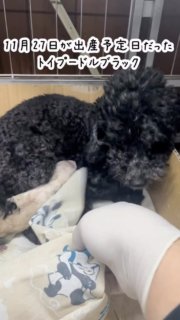 2025年11月27日が出産予定日だったトイプードルブラック。交配相手はティーカッププードルホワイト（遺伝子検査3項目クリア）

12月1日5時30分過ぎに、産室に入ったら1頭目が産まれていました。
ホワイトの男の子です。水色のゴムをしました。

6時15分に2頭目が産まれました。
ホワイト男の子です。青いゴムをしました

7時50分に3頭目が産まれました。ブラック男の子です

8時前に4頭目が産まれました。ホワイト女の子です
洗って身体のぬめりを落として、ドライヤーで乾かします

2025年12月1日生まれトイプードル、
白オス2メス1黒オス1です。

#トイプードル子犬
#トイプードルブリーダー
#トイプードル出産

#イニシャルDの一族
#語彙WD