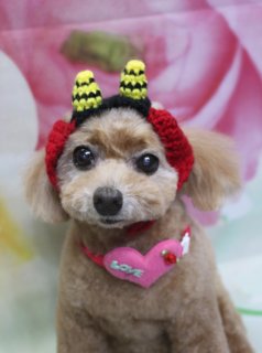 トイプードルのリズムちゃん♪ 花柄背景＆鬼さん帽子で春フォト！
こんにちは！ 有限会社A HAPPY DOG LIFEです。本日も可愛いわんちゃんがトリミングに来てくれました♪

■ リズムちゃん、自然流シャンプー＆トリートメントですっきりケア

本日はトイプードルのリズムちゃんがご来店✨

まずは自然流シャンプー＆トリートメントで、皮膚と被毛をやさしくケアしながらすっきり洗い上げました。やわらかなブラウンの毛色がよりふんわりと整い、手触りもさらっと軽やかに仕上がっています。

カットは、体を6ミリでスッキリと、四肢は体とのバランスを見ながら筒状にカット。お顔はまんまるシルエットのベアカット、お耳はフチでカットしてコンパクトに整えました。黒くまんまるなおめめとちいさな黒いお鼻がよく見える、ぬいぐるみのようなスタイルです♪

尾は根元から丸く整えたポンポンカットに。歩くたびにふわっと揺れる姿がとても可愛らしい、お手入れもしやすいスタイルになりました。

■ 花柄背景＆ハートチョーカーでラブリー春フォト📸

トリミングのあとは、お楽しみの記念撮影タイム♪

背景には、淡いピンクと白のお花が一面に描かれた春らしいデザインをセレクトしました。やさしくぼかしたフラワーモチーフの前に、リズムちゃんがちょこんとおすわりしてカメラをじっと見つめてくれました。

首元には、ピンク色のハート型チョーカーをコーディネート。ハートの中央には緑色の糸で「LOVE」の文字が入り、端には小さな赤いバラの飾りがあしらわれています。やわらかな毛色とピンクのハート、花柄背景の組み合わせがとてもラブリーで、春のごあいさつにもぴったりの一枚になりました💕

■ オプション利用のわんちゃん限定♪ 鬼さん帽子コーデ写真もお撮りします

今回は、オプションをご利用いただいたリズムちゃんに、特別ショットとして鬼さん風のニット帽をかぶったお写真もお撮りしました。

黒い土台に、黄色と黒の縞模様の角が2本ちょこんと付いた鬼さん帽子に、赤い編み込みの耳当て風飾りをプラス。まんまるベアカットのお顔とのギャップがとてもキュートで、節分シーズンにもぴったりの楽しい一枚になりました。

当サロンでは、自然流シャンプー＆トリートメントやハーブ歯磨き、温浴、薬用シャンプーなどのオプションメニューをご利用いただいたわんちゃんに、帽子を被った特別フォトをプレゼントしています。季節に合わせたニット帽や被り物をご用意していますので、ぜひオプションとセットでスペシャルショットもお楽しみください♪

■ わんちゃんに優しいトリミング＆毎月変わる無料フォト

当サロンでは、わんちゃん一頭一頭にしっかり時間をかけ、負担の少ない丁寧な施術を心がけています。トリマーにも無理のない頭数調整を行い、落ち着いた環境のなかでトリミングを行うことで、わんちゃんがリラックスして過ごせるよう配慮しています。

トリミング後には、毎月変わる背景セットで記念撮影♪ 季節に合わせた背景に、首飾りやリボン、蝶ネクタイ、帽子、洋服など、わんちゃんの可愛さを引き立てるアイテムを多数ご用意しています。

被り物・洋服は約300着の中から、その子の雰囲気や毛色に合わせてお選びいただけます。撮影したお写真のデータは無料でお渡ししていますので、ご家族での記念や季節のごあいさつ用のお写真として、ぜひご活用ください。

■ 本日のわんちゃんの料金目安（トイプードル 5.5kg未満の場合）

シャンプーコース：4,980円（税込）
シャンプーカットコース：5,980円（税込）
トリミングコース：45日以内 7,980円（税込）／46～52日 8,420円（税込）／53～59日 8,860円（税込）／60日以上 9,300円（税込）
※犬の体格・毛量・オプション内容により、所要時間・料金は変わる場合があります ※トリミングコースは前回のトリミングからの日数により料金が変動します。45日以内のご利用がお得です

========================
🐾トリマーブログはこちらから🐾
https://doging.com/category/trimmer/
========================

【有限会社A HAPPY DOG LIFE】
住所：千葉県鎌ケ谷市西道野辺8-18
営業時間：9:00〜17:30
定休日：不定休（事前予約・問い合わせ推奨）
駐車場：あり（事前確認推奨）
支払方法：記載なし
特徴：トリマー一人あたり1日2頭＋αの少頭数制で、犬にもトリマーにも優しい丁寧なトリミングサロンです。

#トイプードル #トリミングサロン #鎌ケ谷トリミング #犬のいる暮らし #ペットフォト