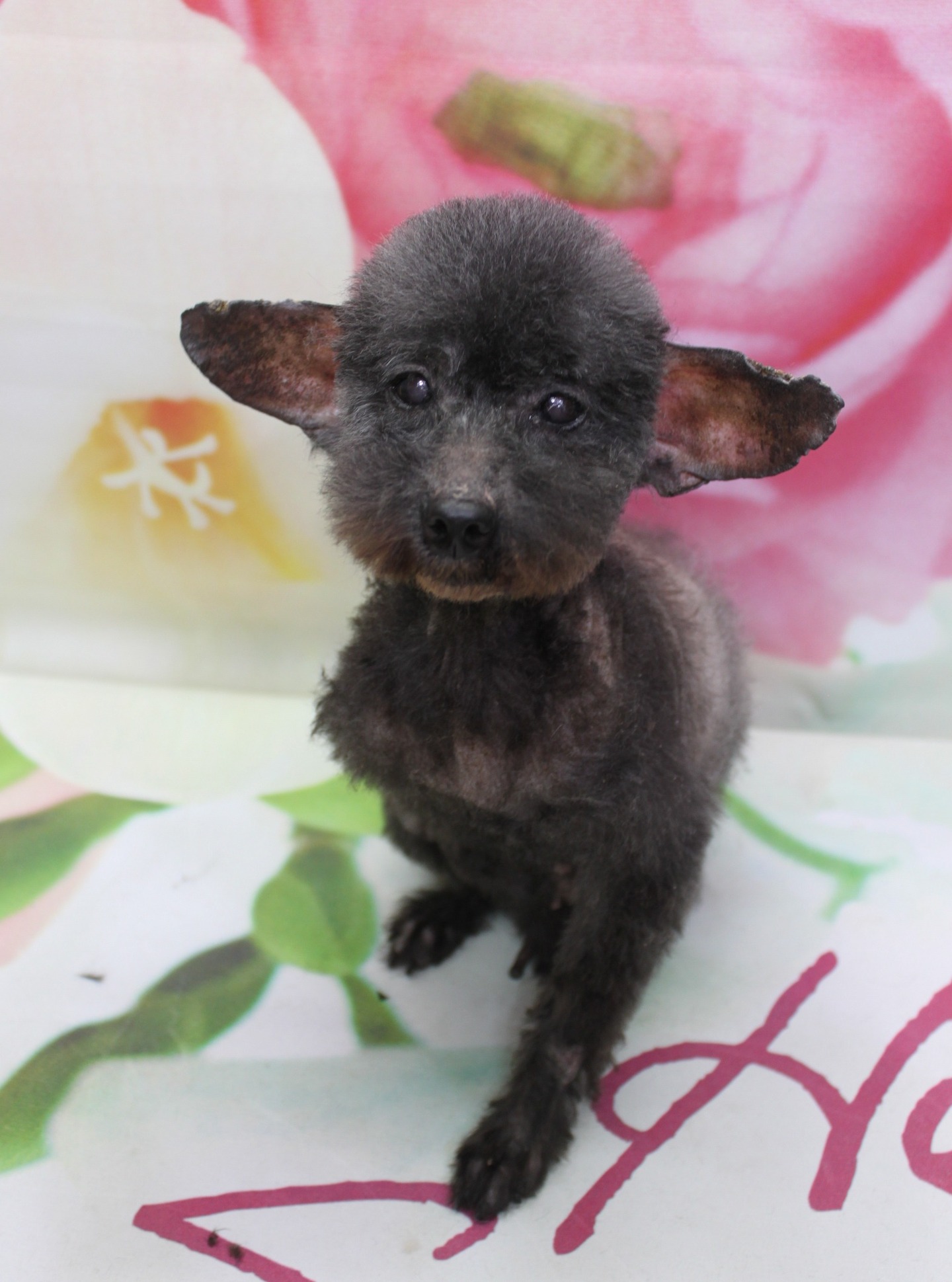 トイプードルのゴマ♪
ベアカット＆花柄背景で春フォト！
こんにちは！ 有限会社A HAPPY DOG LIFEです。

全身6ミリ＆ベアカットですっきりおめかし

トリミングでは、全身を6ミリでそろえてスッキリとカット。細身のボディラインがきれいに見えるよう、体のバランスを見ながら整えています。短めスタイルなのでお手入れもしやすく、すっきりとした印象に仕上がりました。

お顔は、丸いシルエットが可愛いベアカットに♪ マズルをコンパクトに整え、黒くまんまるな瞳と小さな黒いお鼻がよく見えるようにカットしています。ピンと立った大きなお耳とのバランスも良く、少し首をかしげた表情がとても愛らしいスタイルになりました。

■ ピンク花柄背景で春らしい記念撮影📸

トリミングのあとは、お楽しみの記念撮影タイム♪

背景には、ピンク色と白のお花が描かれた春らしいフラワーデザインのセットをセレクトしました。足元には、グリーンの葉っぱモチーフやピンクの文字が入ったマットを敷き、明るく華やかな雰囲気に仕上げています。

ゴマは正面を向いてちょこんとおすわりし、少し首を傾げたポーズでカメラを見つめてくれました。ブラックの被毛と花柄の背景、カラフルなマットのコントラストがとてもきれいで、春のごあいさつにもぴったりの一枚になりました💕

■ わんちゃんに優しいトリミング＆毎月変わる無料フォト

当サロンでは、わんちゃん一頭一頭にしっかり時間をかけ、負担の少ない丁寧な施術を心がけています。トリマーにも無理のない頭数調整を行い、落ち着いた環境のなかでトリミングを行うことで、わんちゃんがリラックスして過ごせるよう配慮しています。

トリミング後には、毎月変わる背景セットで記念撮影♪ 季節に合わせた背景に、首飾りやリボン、蝶ネクタイ、帽子、洋服など、わんちゃんの可愛さを引き立てるアイテムを多数ご用意しています。

被り物・洋服は約300着の中から、その子の雰囲気や毛色に合わせてお選びいただけます。撮影したお写真のデータは無料でお渡ししていますので、ご家族での記念や季節のごあいさつ用のお写真として、ぜひご活用ください。

■ 本日のわんちゃんの料金目安（トイプードル 5.5kg未満の場合）

シャンプーコース：4,980円（税込）
シャンプーカットコース：5,980円（税込）
トリミングコース：45日以内 7,980円（税込）／46～52日 8,420円（税込）／53～59日 8,860円（税込）／60日以上 9,300円（税込）
※犬の体格・毛量・オプション内容により、所要時間・料金は変わる場合があります ※トリミングコースは前回のトリミングからの日数により料金が変動します。45日以内のご利用がお得です

========================
🐾トリマーブログはこちらから🐾
https://doging.com/category/trimmer/
========================

有限会社A HAPPY DOG LIFE

#トイプードル #トリミングサロン #犬のいる暮らし #鎌ケ谷