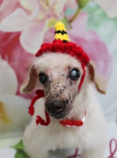 トイプードルのモカくん♪ 炭酸泉＆帽子コーデで春色フォト！
こんにちは！ 有限会社A HAPPY DOG LIFEです。本日も可愛いわんちゃんがトリミングに来てくれました♪

■ モカくん、炭酸泉ケア＆シャンプーカットコースでふんわり仕上げ

本日はトイプードルのモカくんがご来店✨

トリミング前には、オプションで炭酸泉を使用しました。きめ細かな炭酸のお湯でやさしく温まりながら、被毛をすっきり洗い上げてからシャンプーカットに入っています。

カットは、全身をお手入れしやすい長さに整えつつ、顔まわりはふんわりと丸みが出るようにデザイン。マズル周りの毛も程よく残して、モカくんの優しい表情が引き立つシルエットに仕上げました。

■ 春色花柄背景＆ニット帽コーデで記念撮影📸

トリミングのあとは、お楽しみの記念撮影タイム♪

背景には、ピンクや白のお花が描かれた、春らしいフラワーデザインのセットをセレクトしました。やわらかな色合いの花柄が広がる中で、モカくんのクリームがかった被毛がよく映えています。

アップ写真では、赤・黒・黄色のボーダー模様が入ったニット帽をちょこんとかぶってパチリ。あごの下で結んだ赤い紐がポイントになり、どこかレトロであたたかみのあるコーデに。もう一枚は、赤いハートモチーフ付きのチョーカーでおめかしして、正面を向いてカメラを見つめてくれました。春のごあいさつにもぴったりの一枚です💕

■ オプション利用のわんちゃん限定♪ 帽子フォトプレゼント

当サロンでは、炭酸泉やハーブ歯磨き、温浴、薬用シャンプーなどのオプションをお選びいただいたわんちゃんに、帽子を被った特別フォトをお撮りしています。

季節に合わせたニット帽やフード付き帽子、いちごモチーフなど、さまざまなアイテムをご用意。モカくんのように、トリミングでスッキリ整えたあとにオプションをプラスすると、ケアも写真もより特別な思い出になります♪

■ わんちゃんに優しいトリミング＆毎月変わる無料フォト

当サロンでは、わんちゃん一頭一頭にしっかり時間をかけ、負担の少ない丁寧な施術を心がけています。トリマーにも無理のない頭数調整を行い、落ち着いた環境のなかでトリミングを行うことで、わんちゃんがリラックスして過ごせるよう配慮しています。

トリミング後には、毎月変わる背景セットで記念撮影♪ 季節に合わせた背景に、首飾りやリボン、蝶ネクタイ、帽子、洋服など、わんちゃんの可愛さを引き立てるアイテムを多数ご用意しています。

被り物・洋服は約300着の中から、その子の雰囲気や毛色に合わせてお選びいただけます。撮影したお写真のデータは無料でお渡ししていますので、ご家族での記念や季節のごあいさつ用のお写真として、ぜひご活用ください。

■ 本日のわんちゃんの料金目安（トイプードル 5.5kg未満の場合）

シャンプーコース：4,980円（税込）
シャンプーカットコース：5,980円（税込）
トリミングコース：45日以内 7,980円（税込）／46～52日 8,420円（税込）／53～59日 8,860円（税込）／60日以上 9,300円（税込）
※犬の体格・毛量・オプション内容により、所要時間・料金は変わる場合があります ※トリミングコースは前回のトリミングからの日数により料金が変動します。45日以内のご利用がお得です

========================
🐾トリマーブログはこちらから🐾
https://doging.com/category/trimmer/
========================

有限会社A HAPPY DOG LIFE

#トイプードル #トリミングサロン #節分フォト #犬のいる暮らし #鎌ケ谷