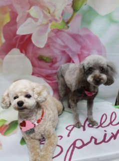 トイプードルの太輔くん＆陽葵ちゃん♪ 春色「Hello Spring」フォト！
こんにちは！ 有限会社A HAPPY DOG LIFEです。本日も可愛いわんちゃんがトリミングに来てくれました♪

■ 太輔くん＆陽葵ちゃん、すっきりベアカットでおめかし

本日はトイプードルの太輔くん＆陽葵ちゃんがご来店✨

トリミング前には、太輔くんはハーブ歯磨きとファーメイクカシミヤタッチシャンプー＆トリートメントを、陽葵ちゃんはハーブ歯磨きと薬用シャンプーをオプションでご利用いただきました。お口や皮膚・被毛をやさしくケアしてから、カットに入っています。

太輔くんは、体は3ミリで全体をスッキリと、お手入れしやすい筒状シルエットにカット。尻尾は大きめのポンポンに仕上げました。お顔はふんわり丸いベアカット、お耳は表面の毛量を軽くしてフチでまん丸に整え、くりっとしたおめめがよく見える可愛らしいスタイルです♪

陽葵ちゃんは、全身を5ミリでそろえてすっきりスタイルに。お顔は太輔くんとおそろいのベアカットで、ふんわりとした輪郭が引き立つように仕上げました。2頭とも、日常のお手入れのしやすさと可愛さを両立したトリミングです。

■ 「Hello Spring」マット＆花柄背景で春先取りツーショット📸

トリミングのあとは、お楽しみの記念撮影タイム♪

背景には、淡いピンクと白のお花が大きく描かれた、春らしいフラワーデザインのセットをセレクトしました。足元のテーブルには、ピンク色の「Hello Spring」ロゴが入ったマットを敷き、その上に太輔くん＆陽葵ちゃんが仲良く並んでおすわり。

太輔くんはクリームカラーの被毛に、ピンクのカップケーキチャーム付き首飾りをコーディネート。陽葵ちゃんはシルバーグレーの被毛に、ピンクのリボンチャーム付き首飾りでおめかししました。優しい花柄背景とパステルカラーの小物がよく映えて、春のごあいさつにもぴったりの一枚になりました💕

ご家族・多頭飼いでのツーショット撮影も大歓迎です。わんちゃん同士の距離感や性格に配慮しながら、かわいいベストショットをお撮りします♪

■ オプションご利用のわんちゃん限定♪ 帽子フォトもプレゼント

当サロンでは、ハーブ歯磨き・温浴・薬用シャンプーなどのオプションメニューをお選びいただいたわんちゃんに、帽子を被った特別フォトもお撮りしています。

季節に合わせて、和風モチーフの帽子や「日本一」タスキ風コーデ、ユニコーン風コスチューム、ライオンたてがみ風ニット帽など、遊び心のあるアイテムをご用意。いつものトリミングにプラスして、ちょっと特別なおめかしフォトもぜひお楽しみください♪

■ わんちゃんに優しいトリミング＆毎月変わる無料フォト

当サロンでは、わんちゃん一頭一頭にしっかり時間をかけ、負担の少ない丁寧な施術を心がけています。トリマーにも無理のない頭数調整を行い、落ち着いた環境のなかでトリミングを行うことで、わんちゃんがリラックスして過ごせるよう配慮しています。

トリミング後には、毎月変わる背景セットで記念撮影♪ 花柄や季節のモチーフに合わせて、首飾り・リボン・蝶ネクタイ・帽子・洋服など、わんちゃんの可愛さを引き立てるアイテムを多数ご用意しています。

被り物・洋服は約300着の中から、その子の雰囲気や毛色に合わせてお選びいただけます。撮影したお写真のデータは無料でお渡ししていますので、ご家族の記念や季節のごあいさつ用のお写真として、ぜひご活用ください。

■ 本日のわんちゃんの料金目安（トイプードル・プードル系MIX 5.5kg未満想定）

シャンプーコース：4,980円（税込）
シャンプーカットコース：5,980円（税込）
トリミングコース：45日以内 7,980円（税込）／46～52日 8,420円（税込）／53～59日 8,860円（税込）／60日以上 9,300円（税込）
※犬の体格・毛量・オプション内容により、所要時間・料金は変わる場合があります ※トリミングコースは前回のトリミングからの日数により料金が変動します。45日以内のご利用がお得です

========================
🐾トリマーブログはこちらから🐾
https://doging.com/category/trimmer/
========================

有限会社A HAPPY DOG LIFE

#AHAPPYDOGLIFE #鎌ケ谷トリミング #犬のいる暮らし #節分フォト #ペットフォト