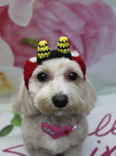 ミックス犬のむぎちゃん♪ 鬼さん帽子＆ハートチョーカーで春色フォト！
こんにちは！ 有限会社A HAPPY DOG LIFEです。本日も可愛いわんちゃんがトリミングに来てくれました♪

■ むぎちゃん、自然流シャンプー＆トリートメントですっきりケア

本日はミックス犬のむぎちゃんがご来店✨

まずは、皮膚と被毛にやさしい自然流シャンプー＆トリートメントでしっかりケア。やわらかな被毛をいたわりながら、汚れをすっきり落としてからカットに入りました。

カットは、ボディを10ミリでお手入れしやすい長さに整え、足は体とのバランスを見ながら筒状に。お顔はふんわり丸いベアカットに仕上げ、お耳も丸く整えて、黒くまんまるなおめめがよく見えるぬいぐるみのようなシルエットになりました♪

■ 鬼さんニット帽＆花柄背景で春先取りの記念撮影📸

トリミングのあとは、お楽しみの記念撮影タイム♪

1枚目では、むぎちゃんに赤い帯と黄色×黒ボーダーのツノが付いた鬼さんニット帽をコーディネート。白い被毛にカラフルな鬼さん帽子が映えて、節分シーズンにぴったりのキュートな鬼さんスタイルです。

背景には、淡いピンクと白のお花が広がる春らしいデザインをセレクト。足元には、ピンク色の筆記体で「love」と書かれたマットを敷き、ふんわりとした花柄背景とあわせて、やさしい雰囲気のワンシーンになりました。

2枚目では、帽子を外してピンクのハートチョーカーをメインにしたショットをパチリ。ハートには「LOVE」の文字と小さなお花の飾りがあしらわれていて、むぎちゃんのまんまるフェイスと相性ぴったり。花柄背景の前でちょこんとおすわりし、春のごあいさつにもぴったりの1枚が撮れました💕

■ オプション利用のわんちゃん限定♪ 帽子コーデ写真もお撮りします

当サロンでは、自然流シャンプー＆トリートメントをはじめ、ハーブ歯磨きや温浴、薬用シャンプーなどのオプションメニューをご利用いただいたわんちゃんに、帽子を被った特別フォトをお撮りしています。

季節に合わせた鬼さん帽子やいちごニット帽、ニットキャップなど、さまざまな帽子アイテムをご用意。トリミングでスッキリ整えたあと、ぜひオプションメニューと一緒に、スペシャルな記念写真もお楽しみください♪

■ わんちゃんに優しいトリミング＆毎月変わる無料フォト

当サロンでは、わんちゃん一頭一頭にしっかり時間をかけ、負担の少ない丁寧な施術を心がけています。トリマーにも無理のない頭数調整を行い、落ち着いた環境のなかでトリミングを行うことで、わんちゃんがリラックスして過ごせるよう配慮しています。

トリミング後には、毎月変わる背景セットで記念撮影♪ 季節に合わせた背景に、首飾りやリボン、蝶ネクタイ、帽子、洋服など、わんちゃんの可愛さを引き立てるアイテムを多数ご用意しています。

被り物・洋服は約300着の中から、その子の雰囲気や毛色に合わせてお選びいただけます。撮影したお写真のデータは無料でお渡ししていますので、ご家族での記念や季節のごあいさつ用のお写真として、ぜひご活用ください。

■ 本日のわんちゃんの料金目安（プードル系MIX・5.5kg未満想定）

シャンプーコース：4,980円（税込）
シャンプーカットコース：5,980円（税込）
トリミングコース：45日以内 7,980円（税込）／46～52日 8,420円（税込）／53～59日 8,860円（税込）／60日以上 9,300円（税込）
※犬の体格・毛量・オプション内容により、所要時間・料金は変わる場合があります ※トリミングコースは前回のトリミングからの日数により料金が変動します。45日以内のご利用がお得です

========================
🐾トリマーブログはこちらから🐾
https://doging.com/category/trimmer/
========================

有限会社A HAPPY DOG LIFE

#ミックス犬 #トリミングサロン #節分フォト #犬のいる暮らし #鎌ケ谷