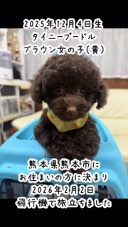 2025年12月4日生まれ、タイニープードル子犬ブラウン女の子（黄色ゴム）、熊本県熊本市にお住まいのご家族に決まり、2月2日羽田空港から福岡空港に旅立ちました。
委託販売で親しくしている福岡県の織方ブリーダーさんの所で48時間以上の経過観察をして、2月4日に引き取られました。名前はモカちゃん。
先住犬でレッドのプルムちゃんがいて多頭飼いです。愛想良く元気に一緒に遊んでいるそうです。

#AHAPPYDOGLIFE
#AHAPPYDOGLIFEトイプードル
#トイプードルブラウン

#イニシャルDの一族
#語彙WD