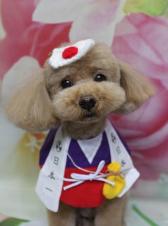 ■ トロくん、ハーブ歯磨き＆炭酸泉でしっかりケア

本日はトイプードルのトロくんがご来店✨

トリミング前に、オプションでハーブ歯磨きと炭酸泉をご利用いただきました。お口まわりをやさしくケアしつつ、炭酸のきめ細かい泡で皮膚と被毛をすっきりリフレッシュしてから、カットに入っています。

カットスタイルは、体を8ミリで整え、四肢は細めの筒状にデザイン。お顔はまんまるのベアカットで、黒くつぶらなおめめがしっかり見えるように仕上げました。お耳はフチで丸くカットして、全体的にコロンとしたシルエットの、ぬいぐるみのようなトロくんになりました♪

■ 和風「日本一」コーデ＆ハート帽子で春の記念撮影📸

トリミングのあとは、お楽しみの記念撮影タイム♪

まずは、頭に白地に赤い丸模様の飾りをつけ、紫色の襟と白い前掛け風デザイン、赤い腹当て風の和風コーデでパチリ。前掛け風の部分には「日本一」の文字が入り、黄色い巾着モチーフもついた、元気いっぱいのお祝いスタイルです。

背景には、淡いピンクと白のお花がふんわり描かれた春らしい花柄背景をセレクト。和風コーデと柔らかなフラワー模様の組み合わせで、明るく華やかな一枚になりました。

続いて、ピンクのハート型ニット帽をかぶったアップショットも撮影。帽子には白いハートと「Love」の刺繍が入っていて、トロくんの大きな黒いおめめと相まって、とてもキュートな表情を見せてくれました。

■ オプションご利用のわんちゃん限定♪ 帽子コーデ写真プレゼント

当サロンでは、ハーブ歯磨き・炭酸泉・温浴・薬用シャンプーなどのオプションメニューをお選びいただいたわんちゃんに、帽子を被った特別フォトをお撮りしています。

いちごモチーフやハート帽子、鬼さん帽子など、季節に合わせた小物を多数ご用意しております。トロくんのように、トリミングでスッキリ整えたあと、スペシャルなおめかしフォトもぜひ一緒にお楽しみください♪

■ わんちゃんに優しいトリミング＆毎月変わる無料フォト

当サロンでは、わんちゃん一頭一頭にしっかり時間をかけ、負担の少ない丁寧な施術を心がけています。トリマーにも無理のない頭数調整を行い、落ち着いた環境でトリミングを行うことで、わんちゃんがリラックスして過ごせるよう配慮しています。

トリミング後には、毎月変わる背景セットで記念撮影♪ 季節に合わせた背景に、首飾りやリボン、蝶ネクタイ、帽子、洋服など、わんちゃんの可愛さを引き立てるアイテムを多数ご用意しています。

被り物・洋服は約300着の中から、その子の雰囲気や毛色に合わせてお選びいただけます。撮影したお写真のデータは無料でお渡ししていますので、ご家族での記念や季節のごあいさつ用のお写真として、ぜひご活用ください。

■ 本日のトロくんの料金目安（トイプードル 5.5kg未満の場合）

シャンプーコース：4,980円（税込）
シャンプーカットコース：5,980円（税込）
トリミングコース：45日以内 7,980円（税込）／46～52日 8,420円（税込）／53～59日 8,860円（税込）／60日以上 9,300円（税込）
※犬の体格・毛量・オプション内容により、所要時間・料金は変わる場合があります ※トリミングコースは前回のトリミングからの日数により料金が変動します。45日以内のご利用がお得です

========================
🐾トリマーブログはこちらから🐾
https://doging.com/category/trimmer/
========================

有限会社A HAPPY DOG LIFE

#トイプードル #トリミングサロン #節分フォト #犬のいる暮らし #鎌ケ谷