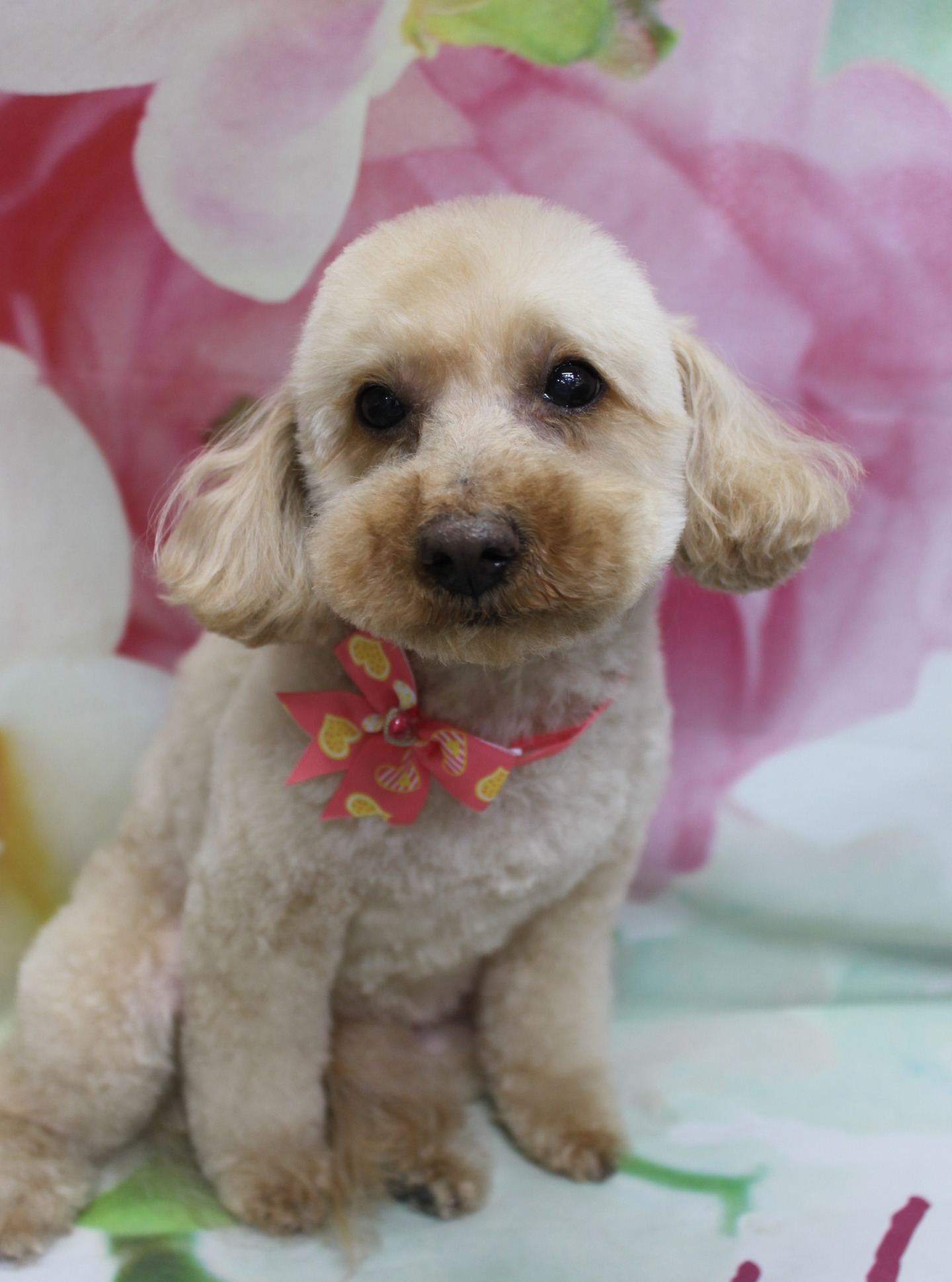 トイプードルのゆりちゃん♪ 花柄背景で春色ハートコーデフォト！
こんにちは！ 有限会社A HAPPY DOG LIFEです。本日も可愛いわんちゃんがトリミングに来てくれました♪

■ ゆりちゃん、すっきりカット＆ハートリボンでおめかし

本日はトイプードルのゆりちゃんがご来店✨

トリミング後のスタイルは、ボディは10ミリで短すぎないすっきりカット、四肢は体とのバランスを見ながら筒状に整えています。全体的に丸みを残しつつ、お家でのお手入れがしやすいように仕上げました。

お顔はふんわり丸いベアカット、お耳は短く丸くカットして、くりっとした黒いおめめがよく見えるスタイルに。首元には、ピンクのリボンに黄色いハート柄モチーフが付いたチョーカーをコーディネートし、明るいアプリコットの毛色にぴったりのガーリーな春色コーデになりました♪

■ ピンク花柄背景で春らしいアップの記念撮影📸

トリミングのあとは、お楽しみの記念撮影タイム♪

背景には、淡いピンクと白のお花が大きく描かれた、春らしいフラワーデザインのセットをセレクトしました。足元には、グリーンが差し色になった花柄の布を敷き、全体をやさしい雰囲気にまとめています。

ゆりちゃんには、少し首をかしげたアップめのポーズでカメラを見つめてもらいました。丸く整えたお顔と短めのお耳、ピンクのハートリボンが花柄背景と相性ぴったりで、春のごあいさつにも使いやすい一枚に仕上がりました💕

■ わんちゃんに優しいトリミング＆毎月変わる無料フォト

当サロンでは、わんちゃん一頭一頭にしっかり時間をかけ、負担の少ない丁寧な施術を心がけています。トリマーにも無理のない頭数調整を行い、落ち着いた環境のなかでトリミングを行うことで、わんちゃんがリラックスして過ごせるよう配慮しています。

トリミング後には、毎月変わる背景セットで記念撮影♪ 季節に合わせた背景に、首飾りやリボン、蝶ネクタイ、帽子、洋服など、わんちゃんの可愛さを引き立てるアイテムを多数ご用意しています。

被り物・洋服は約300着の中から、その子の雰囲気や毛色に合わせてお選びいただけます。撮影したお写真のデータは無料でお渡ししていますので、ご家族での記念や季節のごあいさつ用のお写真として、ぜひご活用ください。

■ 本日のわんちゃんの料金目安（トイプードル 5.5kg未満の場合）

シャンプーコース：4,980円（税込）
シャンプーカットコース：5,980円（税込）
トリミングコース：45日以内 7,980円（税込）／46～52日 8,420円（税込）／53～59日 8,860円（税込）／60日以上 9,300円（税込）
※犬の体格・毛量・オプション内容により、所要時間・料金は変わる場合があります ※トリミングコースは前回のトリミングからの日数により料金が変動します。45日以内のご利用がお得です

========================
🐾トリマーブログはこちらから🐾
https://doging.com/category/trimmer/
========================

【有限会社A HAPPY DOG LIFE】
住所：千葉県鎌ケ谷市西道野辺8-18
営業時間：9:00〜17:30
定休日：不定休（事前予約・問い合わせ推奨）
駐車場：あり（事前確認推奨）
支払方法：記載なし
東武野田線・馬込沢駅西口より慈裕苑行きバス「藤台中央公園」下車徒歩3分／鎌ヶ谷駅から車で約6分。鎌ヶ谷道野辺郵便局そばです。

#トイプードル #鎌ケ谷トリミング #犬のいる暮らし #トリミングサロン #ペットフォト