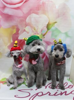■ ホイップくん＆スキップくん＆あすかくん、自然流シャンプー＆すっきりカット

本日はトイプードルのホイップくん＆スキップくん＆あすかくんがご来店✨

まずは自然流シャンプーでやさしく全身をケアし、皮膚と被毛をいたわりながらさっぱり洗い上げました。

カットは、ホイップくんは体5ミリ、スキップくんとあすかくんは体3ミリで、お手入れしやすい長さにすっきりと。四肢は3頭とも短めに整えて、シルエットがきれいに見えるようバランスを見ながらカットしています。

ホイップくんは顔バリでお顔まわりをきりっと、スキップくんはふんわりボリュームを出したアフロカット、あすかくんはコンパクトで可愛らしいすっきりベアカットに仕上げました。3頭とも尾はポンポンスタイルで、後ろ姿までキュートです♪

■ 春色鬼さんニット帽＆「Hello Spring」マットで節分〜春フォト📸

トリミングのあとは、お楽しみの記念撮影タイム♪

淡いピンクと白のお花がぼかし風に描かれた、春らしいフラワーデザインの背景をセレクトしました。足元には、ピンクの筆記体で「Hello Spring」と書かれた白いマットを敷き、その上に3頭が横一列にちょこんと並んでいます。

ホイップくんは赤・黄色・黒のボーダー柄ツノ付き帽子に、ピンクのハートチャーム付きリボン。スキップくんは緑色の鬼さん帽子と、赤いハートモチーフ付きピンクリボン。あすかくんは青い鬼さん帽子と赤い模様入りのリボンでおめかししました。

色違いの鬼さんニット帽と首元のリボンで、それぞれの個性を出しつつ、おそろい感のある節分コーデに♪ 春色の花柄背景と「Hello Spring」ロゴとの組み合わせで、節分から春のごあいさつまで楽しめる一枚になりました💕

■ あすかくん18歳♪ 米寿バースデーフォトと高齢犬のお祝い

今月はあすかくんのお誕生日月ということで、バースデーフォトも撮影しました🎉

キラキラした青い生地に黄色の「18」の数字が入った王冠をかぶり、周りには白と青の小さなバラの飾りをあしらった特別なバースデー帽子にお着替え。首元には、カラフルな刺繍で「IT'S MY BIRTH DAY!」と入ったスタイをつけて、お祝いムードたっぷりです。

背景には、ピンクや黄色のお花がふんわりと写り込み、あたたかく華やかな雰囲気に。あすかくん、18歳のお誕生日おめでとう☆

小型犬の18歳は、人間でいうと約88歳（米寿）にあたります。当サロンでは、高齢犬のお祝いフォトも始めました。長く一緒に過ごしてきたご家族の節目として、とっておきの記念撮影をお楽しみください。

■ オプション利用のわんちゃん限定♪ 帽子コーデ写真をプレゼント

当サロンでは、自然流シャンプーやハーブ歯磨き、温浴、薬用シャンプーなどのオプションメニューをご利用いただいたわんちゃんに、帽子を被ったお写真をお撮りしています。

季節に合わせたニット帽や王冠風の帽子など、さまざまなアイテムをご用意。トリミングでスッキリ整えたあと、オプションメニューと一緒にスペシャルショットもぜひお楽しみください♪

■ わんちゃんに優しいトリミング＆毎月変わる無料フォト

当サロンでは、わんちゃん一頭一頭にしっかり時間をかけ、負担の少ない丁寧な施術を心がけています。トリマーにも無理のない頭数調整を行い、落ち着いた環境のなかでトリミングを行うことで、わんちゃんがリラックスして過ごせるよう配慮しています。

トリミング後には、毎月変わる背景セットで記念撮影♪ 季節に合わせた背景に、首飾りやリボン、蝶ネクタイ、帽子、洋服など、わんちゃんの可愛さを引き立てるアイテムを多数ご用意しています。

被り物・洋服は約300着の中から、その子の雰囲気や毛色に合わせてお選びいただけます。撮影したお写真のデータは無料でお渡ししていますので、ご家族での記念や季節のごあいさつ用のお写真として、ぜひご活用ください。

■ 本日のわんちゃん料金目安（トイプードル 5.5kg未満の場合）

シャンプーコース：4,980円（税込）
シャンプーカットコース：5,980円（税込）
トリミングコース：45日以内 7,980円（税込）／46～52日 8,420円（税込）／53～59日 8,860円（税込）／60日以上 9,300円（税込）
※犬の体格・毛量・オプション内容により、所要時間・料金は変わる場合があります ※トリミングコースは前回のトリミングからの日数により料金が変動します。45日以内のご利用がお得です

========================
🐾トリマーブログはこちらから🐾
https://doging.com/category/trimmer/
========================

有限会社A HAPPY DOG LIFE

#トイプードル #トリミングサロン #節分フォト #犬のいる暮らし #鎌ケ谷