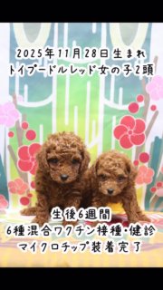 2025年11月28日生
トイプードルレッド女の子2頭。父犬はティーカッププードルレッドのプラム（遺伝子検査3項目クリア)
生後6週間から生後2ヶ月までの成長の記録です。
出産時の様子と生後1日から生後5週間までの成長記録は少し前のリール動画に載せています。
2頭ともご予約頂いています。ありがとうございます！！

#トイプードルブリーダー
#トイプードル子犬
#トイプードル成長の記録

#イニシャルDの一族
#語彙WD