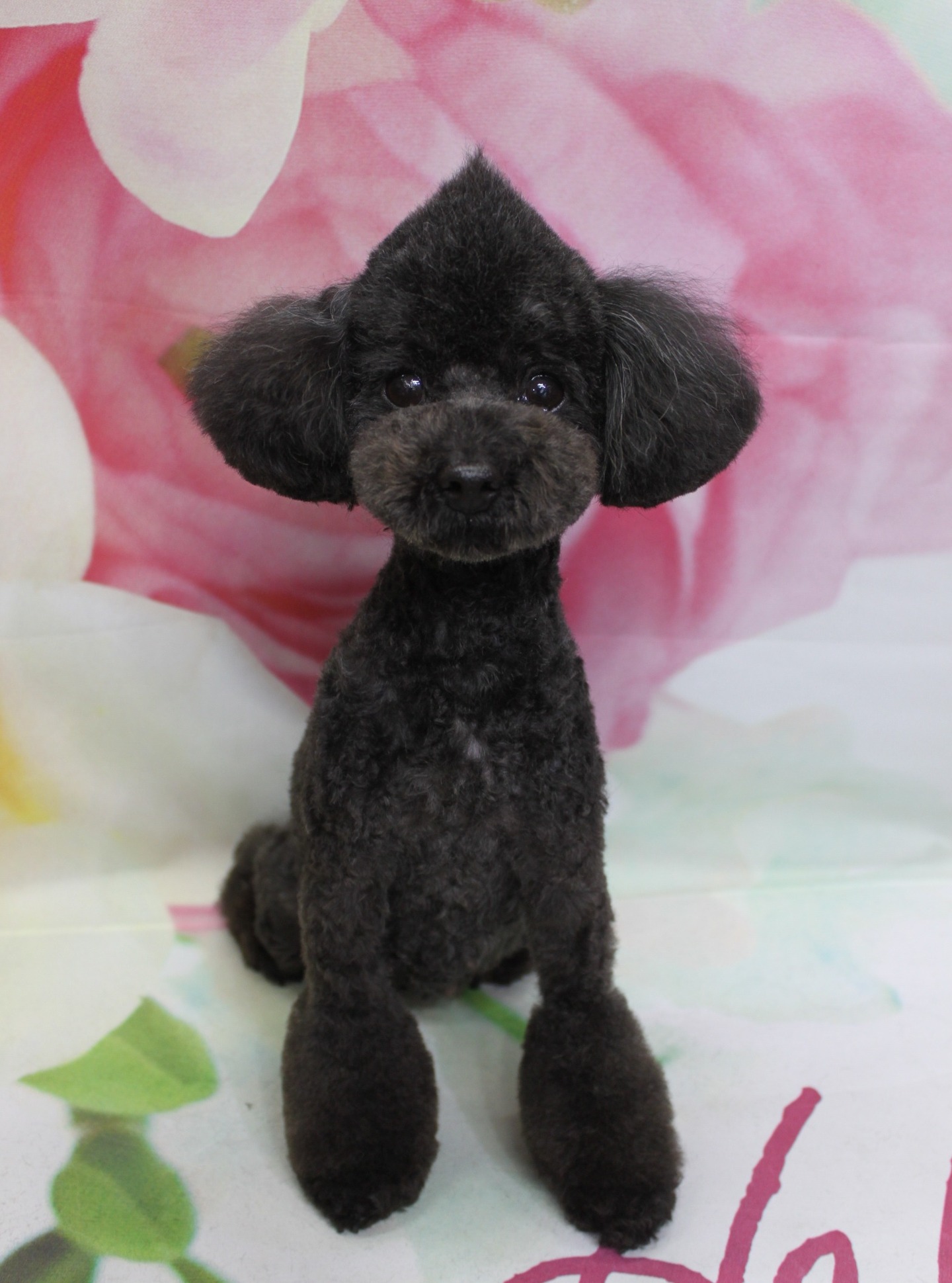 トイプードルのレミ♪ モヒカン×マイアミカットで春色フォト！
こんにちは！ 有限会社A HAPPY DOG LIFEです♪

■ レミ、5ミリマイアミ＆ベアカット×モヒカンスタイル

本日はトイプードルのレミ✨

ボディは5ミリでスッキリと短く整え、足先を出したマイアミ風カットに仕上げました。細めのボディラインがきれいに見えるようバランスを見ながら整え、足先は丸くコンパクトにカットして、お手入れのしやすさと可愛らしさの両方を意識しています。

お顔は、くまさんのようなベアカットでまんまるに。耳は大きく丸みを残しつつ、顔まわりとのつながりが自然になるように整えました。頭頂部は、中央に高さを出したモヒカンスタイルにして、正面から見たときのシルエットがキリッと決まるように仕上げています♪

■ 花柄背景＆春色アップショット📸

トリミングのあとは、お楽しみの記念撮影タイム♪

背景には、淡いピンクと白のお花がふんわり描かれた、春らしいフラワーデザインのセットをセレクトしました。ところどころに見えるグリーンの差し色が、全体をやさしい雰囲気にまとめてくれています。

レミにちょこんとおすわりしてもらいました。黒い毛色にまんまるなおめめ、ベアカット×モヒカンのシルエットが花柄背景によく映えて、春のごあいさつにもぴったりなアップショットになりました💕

■ わんちゃんに優しいトリミング＆毎月変わる無料フォト

当サロンでは、わんちゃん一頭一頭にしっかり時間をかけ、負担の少ない丁寧な施術を心がけています。トリマーにも無理のない頭数調整を行い、落ち着いた環境のなかでトリミングを行うことで、わんちゃんがリラックスして過ごせるよう配慮しています。

トリミング後には、毎月変わる背景セットで記念撮影♪ 季節に合わせた背景に、首飾りやリボン、蝶ネクタイ、帽子、洋服など、わんちゃんの可愛さを引き立てるアイテムを多数ご用意しています。

被り物・洋服は約300着の中から、その子の雰囲気や毛色に合わせてお選びいただけます。撮影したお写真のデータは無料でお渡ししていますので、ご家族での記念や季節のごあいさつ用のお写真として、ぜひご活用ください。

■ 本日のわんちゃんの料金目安（トイプードル 5.5kg未満の場合）

シャンプーコース：4,980円（税込）
シャンプーカットコース：5,980円（税込）
トリミングコース：45日以内 7,980円（税込）／46～52日 8,420円（税込）／53～59日 8,860円（税込）／60日以上 9,300円（税込）
※犬の体格・毛量・オプション内容により、所要時間・料金は変わる場合があります ※トリミングコースは前回のトリミングからの日数により料金が変動します。45日以内のご利用がお得です

========================
🐾トリマーブログはこちらから🐾
https://doging.com/category/trimmer/
========================

【有限会社A HAPPY DOG LIFE】
住所：千葉県鎌ケ谷市西道野辺8-18
営業時間：9:00〜17:30
定休日：不定休（事前予約・問い合わせ推奨）
駐車場：あり（事前確認推奨）
支払方法：記載なし
東武野田線・馬込沢駅西口より慈裕苑行きバス「藤台中央公園」下車徒歩3分／鎌ヶ谷駅から車で約6分。鎌ヶ谷道野辺郵便局そばです。

#トイプードル #鎌ケ谷トリミング #犬のいる暮らし #トリミングサロン #ペットフォト