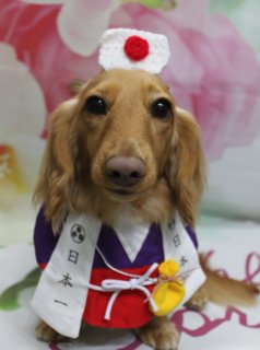 ミニチュアダックスのしずくちゃん♪ 花柄背景で日本一＆ハートコーデフォト！
こんにちは！ 有限会社A HAPPY DOG LIFEです。本日も可愛いわんちゃんがトリミングに来てくれました♪

■ しずくちゃん、ハーブ歯磨き＆炭酸泉でさっぱりケア

本日はミニチュアダックスのしずくちゃんがご来店✨

トリミング前に、オプションでハーブ歯磨きと炭酸泉をご利用いただきました。お口まわりをやさしくケアし、炭酸泉で皮膚・被毛をいたわりながら温浴してからシャンプーへ。すっきりリフレッシュしてからカットに入っています。

カットは、シャンプーカットコースでお尻と四肢、背中の毛を中心に整え、全体のバランスを見ながらナチュラルにすっきりシルエットに仕上げました。おひげとまゆげもカットして、くりっとした黒いおめめがよく見える、幼い印象のスタイルになっています♪

■ 3パターン記念撮影📸

トリミングのあとは、お楽しみの記念撮影タイム♪ 今回は、ピンクの花柄背景セットの前で、雰囲気の違う3パターンのコーデを楽しみました。

もも太郎風の衣装でかっこよく！
とても似合っていますね

バレンタインを連想させるチョコレート柄のスタイに、可愛いお花がついた鬼の角の帽子で2月のイベント満載のコーデ

最後は大きいハートの被り物で女の子らしい1枚になりました。
応援フォトにもバレンタインや春のごあいさつにも使いやすい、とっておきの一枚になりました💕

※ハーブ歯磨きや炭酸泉などのオプションメニューをご利用いただいたわんちゃんには、帽子を被った特別フォトもお撮りしています

■ わんちゃんに優しいトリミング＆毎月変わる無料フォト

当サロンでは、わんちゃん一頭一頭にしっかり時間をかけ、負担の少ない丁寧な施術を心がけています。トリマーにも無理のない頭数調整を行い、落ち着いた環境のなかでトリミングを行うことで、わんちゃんがリラックスして過ごせるよう配慮しています。

トリミング後には、毎月変わる背景セットで記念撮影♪ 季節に合わせた背景に、首飾りやリボン、蝶ネクタイ、帽子、洋服、着ぐるみなど、わんちゃんの可愛さを引き立てるアイテムを多数ご用意しています。

被り物・洋服は約300着の中から、その子の雰囲気や毛色に合わせてお選びいただけます。撮影したお写真のデータは無料でお渡ししていますので、ご家族での記念や季節のごあいさつ用のお写真として、ぜひご活用ください。

■ 本日のわんちゃんの料金目安（ロングMダックスの場合）

シャンプーコース：4,400円（税込）
シャンプーカットコース：5,400円（税込）
トリミングコース：一律 6,200円（税込）
※犬の体格・毛量・オプション内容により、所要時間・料金は変わる場合があります ※ロングチワワ・Mダックス／パピヨン・ポメラニアンのトリミングコースは、前回のご利用日からの日数にかかわらず一律料金です

========================
🐾トリマーブログはこちらから🐾
https://doging.com/category/trimmer/
========================

【有限会社A HAPPY DOG LIFE】
住所：千葉県鎌ケ谷市西道野辺8-18
営業時間：9:00〜17:30
定休日：不定休（事前予約・問い合わせ推奨）
駐車場：あり（事前確認推奨）
支払方法：記載なし
東武野田線・馬込沢駅西口より慈裕苑行きバス「藤台中央公園」下車徒歩3分／鎌ヶ谷駅から車で約6分。鎌ヶ谷道野辺郵便局そばです。

#ミニチュアダックス #鎌ケ谷トリミング #犬のいる暮らし #トリミングサロン #ペットフォト