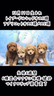 2025年12月11日生まれ、トイプードルレッド男の子1頭アプリコット男の子1頭女の子2頭、生後6週間で6種混合ワクチン、マイクロチップ、健康診断。生後7週間で初めてのシャンプーカット、生後2ヶ月で全身カットのトリミング、兄弟姉妹犬の成長の様子です。
レッド男の子はご予約を頂いていて、アプリコット男の子と女の子を募集しています。
お問い合わせはプロフィールのオフィシャルサイトからお願いします。他のサイトからは手数料の関係で値段が高くなります。

#トイプードルブリーダー
#トイプードル子犬
#トイプードル成長の記録

#イニシャルDの一族
#語彙WD