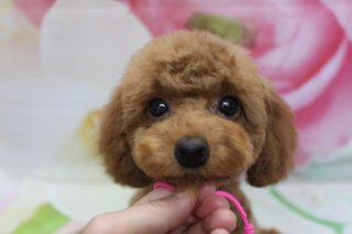 トイプードルの子犬ちゃん♪ 花柄背景で春色デビューフォト！
こんにちは！ 有限会社A HAPPY DOG LIFEです。
■ 10/10生まれのトイプードルの女の子、ごあいさつショット📸

本日は、10/10生まれのトイプードルの女の子をご紹介します。

レッドのふわふわした被毛を短めに整えた、あどけないお顔立ちの子犬ちゃん。大きな黒い瞳でカメラをじっと見つめる表情がとても愛らしく、つやのある黒いお鼻とのコントラストもチャームポイントです。

首元には、小さなピンクのリボンをコーディネート。シンプルなおめかしアイテムが、子犬ならではの可愛らしさをいっそう引き立ててくれています。

■ ピンクの花柄背景でふんわり春色フォト

撮影では、淡いピンクと白のお花が一面に広がる、春らしいフラワーデザインの背景をセレクトしました。

背景はふんわりとぼかして、子犬ちゃんのお顔にしっかりピントを合わせることで、愛らしい表情と瞳の輝きが際立つ1枚に仕上がっています。優しくあごを支える手元も一緒に写ることで、「この子を大切に育てていきたい」という気持ちが伝わるような、あたたかい雰囲気の写真になりました。

当サロンでは、ブリーダーとしての経験をいかし、子犬期から安心してお預けいただけるように環境づくりや社会化にも配慮しています。子犬の様子や見学についてなど、気になることがありましたら、どうぞお気軽にお問い合わせください。

■ わんちゃんに優しいトリミング＆子犬のお迎えサポート

当サロンでは、わんちゃん一頭一頭にしっかり時間をかけ、負担の少ない丁寧な施術を心がけています。トリマーにも無理のない頭数調整を行い、落ち着いた環境のなかでトリミングを行うことで、わんちゃんがリラックスして過ごせるよう配慮しています。

また、ブリーダーとして、子犬の社会化や基本的なしつけにも力を入れています。初めてわんちゃんを迎える方でも、生活スタイルに合わせた飼い方のポイントやお手入れの方法などを、わかりやすくお伝えしています。

※子犬の見学状況やお迎えの条件などの詳細は、時期により変わる場合があります。最新の状況はお問い合わせ時にご確認ください

■ 本日のわんちゃんの料金目安（トイプードル 5.5kg未満の場合）

シャンプーコース：4,980円（税込）
シャンプーカットコース：5,980円（税込）
トリミングコース：45日以内 7,980円（税込）／46～52日 8,420円（税込）／53～59日 8,860円（税込）／60日以上 9,300円（税込）
※犬の体格・毛量・オプション内容により、所要時間・料金は変わる場合があります ※トリミングコースは前回のトリミングからの日数により料金が変動します。45日以内のご利用がお得です

========================
🐾トリマーブログはこちらから🐾
https://doging.com/category/trimmer/
========================

有限会社A HAPPY DOG LIFE

#トイプードル #トリミングサロン #鎌ケ谷トリミング #犬のいる暮らし #記念撮影