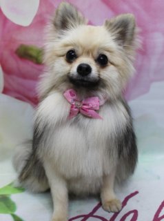 ポメラニアンのぽぬくん♪ 花柄背景で春色ハートフォト！
こんにちは！ 有限会社A HAPPY DOG LIFEです。本日も可愛いわんちゃんがトリミングに来てくれました♪

■ ぽぬくん、ふんわりナチュラルカットでおめかし

本日はポメラニアンのぽぬくんがご来店✨

トリミングでは、全身の毛量を見ながら自然な感じにふんわりと整えました。ポメラニアンらしい丸みのあるシルエットを残しつつ、もつれにくくお手入れしやすい長さに調整しています。

お耳としっぽはそのままの長さで、チャームポイントのふさふさ感をキープ。おしりまわりはすいてカットし、汚れにくくスッキリとした印象に仕上げました。黒くまんまるなおめめと、顔まわりの濃いめのカラーが際立つ、ナチュラルスタイルです♪

首元には、サテン生地のピンクの蝶ネクタイをコーディネート。蝶ネクタイには小さな白いハート模様が散りばめられており、クリームカラーの被毛とのコントラストが可愛らしい春色アクセントになっています。

■ 「Hello」ロゴ入りマット＆花柄背景で春色フォト📸

トリミングのあとは、お楽しみの記念撮影タイム♪

背景には、淡いピンクと白のお花が一面に描かれた、春らしいフラワーデザインのセットをセレクトしました。ところどころに見えるグリーンの葉が差し色になり、全体をやさしい雰囲気にまとめてくれています。

足元には、ピンク色の文字で「Hello」と書かれた白いマットを敷き、その上にぽぬくんがちょこんとおすわり。ふさふさの毛並みとピンクのハート蝶ネクタイ、花柄背景の組み合わせで、春のごあいさつにもぴったりの一枚になりました💕

■ わんちゃんに優しいトリミング＆毎月変わる無料フォト

当サロンでは、わんちゃん一頭一頭にしっかり時間をかけ、負担の少ない丁寧な施術を心がけています。トリマーにも無理のない頭数調整を行い、落ち着いた環境のなかでトリミングを行うことで、わんちゃんがリラックスして過ごせるよう配慮しています。

トリミング後には、毎月変わる背景セットで記念撮影♪ 季節に合わせた背景に、首飾りやリボン、蝶ネクタイ、帽子、洋服など、わんちゃんの可愛さを引き立てるアイテムを多数ご用意しています。

被り物・洋服は約300着の中から、その子の雰囲気や毛色に合わせてお選びいただけます。撮影したお写真のデータは無料でお渡ししていますので、ご家族での記念や季節のごあいさつ用のお写真として、ぜひご活用ください。

■ 本日のわんちゃんの料金目安（ポメラニアンの場合）

シャンプーコース：4,400円（税込）
シャンプーカットコース：5,400円（税込）
トリミングコース：一律 6,200円（税込）
※犬の体格・毛量・オプション内容により、所要時間・料金は変わる場合があります ※トリミングコースは前回のトリミングからの日数にかかわらず一律料金です

========================
🐾トリマーブログはこちらから🐾
https://doging.com/category/trimmer/
========================

有限会社A HAPPY DOG LIFE

#ポメラニアン #トリミングサロン #鎌ケ谷 #犬のいる暮らし #ペットフォト