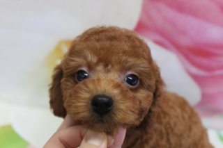 2024年12月11日生まれトイプードル子犬ちゃんたち♪ 春色花柄背景でお披露目フォト！
こんにちは！ 有限会社A HAPPY DOG LIFEです。本日は、当犬舎で生まれたトイプードルの子犬ちゃんたちをご紹介します♪

■ 12/11生まれトイプードル兄妹、ふわふわベビーフェイスで成長中

2024年12/11生まれのトイプードル兄妹が、ぐんぐん成長中です。

レッドの男の子
アプリコットの男の子（水色ゴム）
アプリコットの女の子（オレンジゴム）
アプリコットの女の子（赤ゴム）
みんな、くりっとした黒いおめめと、小さな黒いお鼻がチャームポイントのベビーフェイス。ふわふわの巻き毛をいかした丸いお顔に整えており、耳は顔まわりに沿うようにカットしているので、幼く愛らしい表情がより引き立っています。

撮影時は、スタッフの指であごをそっと支えながら、子犬ちゃんの負担にならないよう短時間でパチリ。柔らかい表情を大切にしながら、現在の成長具合がわかるように撮影しています。

■ 春色花柄背景で可愛さアップの記念撮影📸

今回は、淡いピンクや白のお花が描かれた花柄背景の前で撮影しました。

ふんわりぼかしたピンクのフラワーモチーフが広がる背景は、レッドやアプリコットの毛色と相性ぴったり。子犬ちゃんたちの丸いお顔とつぶらな瞳をしっかり引き立ててくれています。

水色やオレンジ、赤のゴムでさりげなく見分けがつくようにしながら、首元には細めのリボンを合わせて、シンプルだけれど上品なおめかしスタイルに。柔らかい光の中で、トイプードルらしいキュートな雰囲気が伝わる1枚になりました💕

■ ブリーダーとしての子犬育成と、これから家族になる皆さまへ

当店では、子犬たちが新しいご家族のもとで安心して暮らせるよう、日々の健康管理や衛生管理、基本的なしつけにしっかり取り組んでいます。

兄妹同士でじゃれ合う時間や、人の手に触れる時間を多くとりながら、音や環境にも少しずつ慣れるように配慮。トイレトレーニングなどのベースづくりも進めており、これから家族に迎えてくださる皆さまに安心していただけるよう心がけています。

子犬のお迎え時には、食事内容やお手入れ方法、性格の傾向などをていねいにお伝えし、ご不安な点があれば随時ご相談いただける体制を整えています。「初めて犬を飼うので不安」という方も、どうぞお気軽にお問い合わせください♪

■ わんちゃんに優しいトリミング＆毎月変わる無料フォト

当サロンでは、わんちゃん一頭一頭にしっかり時間をかけ、負担の少ない丁寧な施術を心がけています。トリマーにも無理のない頭数調整を行い、落ち着いた環境のなかでトリミングを行うことで、わんちゃんがリラックスして過ごせるよう配慮しています。

トリミング後には、毎月変わる背景セットで記念撮影♪ 花柄や季節のイベントに合わせた背景に、首飾りやリボン、蝶ネクタイ、帽子、洋服など、わんちゃんの可愛さを引き立てるアイテムを多数ご用意しています。

被り物・洋服は約300着の中から、その子の雰囲気や毛色に合わせてお選びいただけます。撮影したお写真のデータは無料でお渡ししていますので、ご家族での記念や季節のごあいさつ用のお写真として、ぜひご活用ください。

■ 本日のわんちゃんの料金目安（トイプードル 5.5kg未満の場合）

シャンプーコース：4,980円（税込）
シャンプーカットコース：5,980円（税込）
トリミングコース：45日以内 7,980円（税込）／46～52日 8,420円（税込）／53～59日 8,860円（税込）／60日以上 9,300円（税込）
※犬の体格・毛量・オプション内容により、所要時間・料金は変わる場合があります ※トリミングコースは前回のトリミングからの日数により料金が変動します。45日以内のご利用がお得です

========================
🐾トリマーブログはこちらから🐾
https://doging.com/category/trimmer/
=======================

有限会社A HAPPY DOG LIFE

#トイプードル #トリミングサロン #鎌ケ谷トリミング #犬のいる暮らし #記念撮影