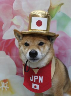 豆柴の茶太郎くん♪ 花柄背景で春色鬼さん＆応援コーデフォト！
こんにちは！ 有限会社A HAPPY DOG LIFEです。本日も可愛いわんちゃんがトリミングに来てくれました♪

■ 茶太郎くん、薬用シャンプー＆シャンプーカットですっきりおめかし

本日は豆柴の茶太郎くんがご来店✨

まずはお肌の状態に合わせて薬用シャンプーを使用し、やさしく洗い上げました。その後、全身をバランスよく整えるシャンプーカットです。赤茶色のきれいな被毛と、白い足先やが可愛いですね！

キリッとした黒い瞳と黒いお鼻がよく見えるように整えつつ、柴犬らしい凛々しさはそのままに、やわらかい雰囲気のおめかしスタイルになりました♪

■ ハートチョーカー＆春色花柄背景で記念撮影📸

トリミングのあとは、お楽しみの記念撮影タイム♪

まずは、赤とピンクのハート型チャームが付いた首飾りをコーディネート。ピンクと白のお花が大きく描かれた花柄背景の前で、前足をそろえてちょこんとおすわりしてくれました。

ふんわりぼかしたフラワーデザインのマットが、茶太郎くんの明るい毛色とハートモチーフを引き立てて、春のごあいさつにもぴったりの一枚になりました💕

■ オプションご利用のわんちゃん限定♪ 鬼さん帽子＆日本応援ハットコーデ

当サロンでは、オプションメニューをご利用いただいたわんちゃんに、帽子を被った特別フォトをお撮りしています。

今回は茶太郎くんに、節分シーズンにぴったりな赤い鬼さんニット帽と、きらきらの赤ラメ×ピンクの重ねハートチャームでおめかし。黄色と黒のツノ付きニット帽と花柄背景の組み合わせで、春色鬼さんコーデの可愛いアップ写真が撮れました♪

さらに、ミラノオリンピックで日本の選手が早速金メダルを獲得したタイミングに合わせて、金色のシルクハット＆JPNバンダナの応援コーデでもパチリ。日本の国旗デザイン入りハットと「JPN」ロゴの赤いバンダナで、頑張る日本の選手たちを応援する一枚になりました🇯🇵

※帽子コーデ写真は、薬用シャンプーなどオプションメニューをお選びいただいたわんちゃん限定サービスです

■ わんちゃんに優しいトリミング＆毎月変わる無料フォト

当サロンでは、わんちゃん一頭一頭にしっかり時間をかけ、負担の少ない丁寧な施術を心がけています。トリマーにも無理のない頭数調整を行い、落ち着いた環境のなかでトリミングを行うことで、わんちゃんがリラックスして過ごせるよう配慮しています。

トリミング後には、毎月変わる背景セットで記念撮影♪ 季節に合わせた背景に、首飾りやリボン、蝶ネクタイ、帽子、洋服など、わんちゃんの可愛さを引き立てるアイテムを多数ご用意しています。

被り物・洋服は約300着の中から、その子の雰囲気や毛色に合わせてお選びいただけます。撮影したお写真のデータは無料でお渡ししていますので、ご家族での記念や季節のごあいさつ用のお写真として、ぜひご活用ください。

■ 本日のわんちゃんの料金目安（柴犬の場合）

シャンプーコース：5,600円（税込）
シャンプーカットコース：6,600円（税込）
トリミングコース：一律 7,400円（税込）
※犬の体格・毛量・オプション内容により、所要時間・料金は変わる場合があります ※トリミングコースは前回のトリミングからの日数にかかわらず一律料金です

========================
🐾トリマーブログはこちらから🐾
https://doging.com/category/trimmer/
========================

【有限会社A HAPPY DOG LIFE】
住所：千葉県鎌ケ谷市西道野辺8-18
営業時間：9:00〜17:30
定休日：不定休（事前予約・問い合わせ推奨）
駐車場：あり（事前確認推奨）
支払方法：記載なし
丁寧で負担の少ないトリミングと、毎月背景が変わる無料の記念撮影サービスで、愛犬との暮らしをサポートしています。

#豆柴#トリミングサロン #鎌ケ谷 #犬のいる暮らし #ペットフォト