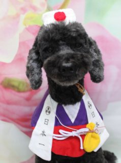 トイプードルのマシューくん♪ ハーブ歯磨き＆薬用シャンプーで和装・鬼さん・テディベアコーデフォト！
こんにちは！ 有限会社A HAPPY DOG LIFEです。本日も可愛いわんちゃんがトリミングに来てくれました♪

■ マシューくん、ハーブ歯磨き＆薬用シャンプーですっきりトリミング

本日はトイプードルのマシューくんがご来店✨

トリミング前に、オプションでハーブ歯磨きと薬用シャンプーをご利用いただきました。お口まわりをやさしくケアしたあと、皮膚の状態に配慮しながら薬用シャンプーで丁寧に洗い上げ、さっぱりリフレッシュしてからカットに入っています。

カットは、体を5ミリでスッキリと、四肢は体とのバランスを見ながら筒状に整えました。お顔はスッキリめにカットし、黒くまんまるなおめめがよく見えるスタイルに。尾は尾バリで根元を短く整え、尾先に丸いポンポンを作って、後ろ姿まで可愛く仕上げました♪

お耳は表面を10ミリで揃え、フチに沿ってカット。コンパクトなシルエットの中にも、やわらかな質感が残るデザインです。

■ 法被姿で「日本一」！ 和テイストコーデフォト📸

オプションをご利用いただいたマシューくんには、まず和テイストの法被コーデで記念撮影♪

白地に紫の襟が付いた法被風のお洋服に、胸元には「日本一」の文字と家紋風のマークがデザインされています。帯部分には黄色い巾着が赤い紐で結ばれていて、お祭り気分たっぷりのスタイルです。

頭には、白地に赤い丸が描かれた鉢巻き風の帽子をオン。背景には淡いピンクの花柄がぼんやり広がり、和の雰囲気と可愛らしさが合わさった、とっておきの一枚になりました♪

■ 鬼さん＆テディベア、バリエーション豊富な帽子コーデ

続いては黄色い鬼さん帽子＆虎柄バンダナで節分風コーデにチェンジ。

頭には黒いシマ模様のツノが付いた黄色い帽子、首元には黒の虎柄バンダナを合わせました。短く整えた黒い被毛に、鮮やかなイエローが映えて、キリッと可愛い鬼さんスタイルに♪ 背景のピンクの花柄とのギャップも楽しい一枚です。

さらに、テディベアの着ぐるみコーデでも撮影しました。丸いお顔と大きな耳が付いたブラウンのテディベアスーツから、マシューくんのお顔がちょこんとのぞくデザイン。胴体部分には赤いリボンが結ばれていて、抱きしめたくなるようなぬいぐるみショットになりました💕

最後は、ピンクのリボンと「LOVE」の文字入りハートチャームが付いたチョーカーでシンプルにおめかし。足元には「Hello」の文字が入った白いマット、背景には淡いピンクの花柄が広がり、甘くやさしい雰囲気の一枚に仕上がっています。

■ オプション利用のわんちゃん限定♪ 帽子を被った特別フォト

当サロンでは、ハーブ歯磨きや薬用シャンプーなどのオプションメニューをご利用いただいたわんちゃんに、帽子を被った特別フォトをお撮りしています。

鬼さん帽子や和テイストのアイテム、テディベアコスチュームなど、その季節に合わせた小物をご用意。トリミングでスッキリ整えたあと、ちょっと特別なおめかしスタイルでの撮影もぜひお楽しみください♪

■ わんちゃんに優しいトリミング＆毎月変わる無料フォト

当サロンでは、わんちゃん一頭一頭にしっかり時間をかけ、負担の少ない丁寧な施術を心がけています。トリマーにも無理のない頭数調整を行い、落ち着いた環境のなかでトリミングを行うことで、わんちゃんがリラックスして過ごせるよう配慮しています。

トリミング後には、毎月変わる背景セットで記念撮影♪ 季節に合わせた背景に、首飾りやリボン、蝶ネクタイ、帽子、洋服、着ぐるみなど、わんちゃんの可愛さを引き立てるアイテムを多数ご用意しています。

被り物・洋服は約300着の中から、その子の雰囲気や毛色に合わせてお選びいただけます。撮影したお写真のデータは無料でお渡ししていますので、ご家族での記念や季節のごあいさつ用のお写真として、ぜひご活用ください。

■ 本日のわんちゃんの料金目安（トイプードル 5.5kg未満の場合）

シャンプーコース：4,980円（税込）
シャンプーカットコース：5,980円（税込）
トリミングコース：45日以内 7,980円（税込）／46～52日 8,420円（税込）／53～59日 8,860円（税込）／60日以上 9,300円（税込）
※犬の体格・毛量・オプション内容により、所要時間・料金は変わる場合があります ※トリミングコースは前回のトリミングからの日数により料金が変動します。45日以内のご利用がお得です

========================
🐾トリマーブログはこちらから🐾
https://doging.com/category/trimmer/
========================

有限会社A HAPPY DOG LIFE

#トイプードル #トリミングサロン #鎌ケ谷 #犬のいる暮らし #ペットフォト