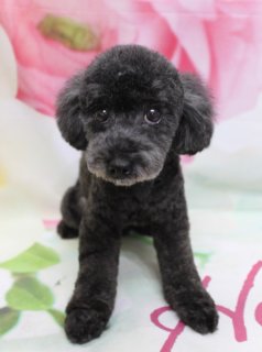 トイプードルのペチュ＆トルテ♪ 花柄背景で春色フォト！
こんにちは！ 有限会社A HAPPY DOG LIFEです♪

■ ペチュ＆トルテ、すっきりボディ＆ベアカットでおめかし✨

ペチュは、体を5ミリでスッキリとカットし、四肢はまっすぐきれいに見えるよう筒状に整えました。お顔は定番人気のベアカットで、丸くふんわりと仕上げ、黒くまんまるなおめめと小さな黒いお鼻がよく見えるスタイルです♪

トルテも、体は5ミリで短めにカットしつつ、足先には足バリを入れたマイアミスタイルで仕上げました。スッキリとした足首とふんわり丸いブーツのような足元が特徴で、お散歩時のお手入れもしやすい人気のスタイルです。お顔はペチュとおそろいのベアカットで、仲良し感のあるおめかしになりました♪

■ ピンクの花柄背景で春らしいショット記念撮影📸

トリミングのあとは、お楽しみの記念撮影タイム♪

背景には、淡いピンクと白のお花が大きく描かれた、春らしいフラワーデザインのセットをセレクトしました。ところどころに見える黄緑色の葉が差し色になり、やさしい雰囲気にまとめてくれています。

黒い被毛のペチュと、シルバーの被毛のトルテがちょこんと並んでおすわり。カメラをまっすぐ見つめるまんまるフェイスと、ふんわり整えたボディライン可愛いです💕

ご家族・お友達同士での多頭撮影も大歓迎です。わんちゃん同士の距離感や性格を見ながら、無理のない範囲でかわいい表情をお撮りしています♪

■ わんちゃんに優しいトリミング＆毎月変わる無料フォト

当サロンでは、わんちゃん一頭一頭にしっかり時間をかけ、負担の少ない丁寧な施術を心がけています。トリマーにも無理のない頭数調整を行い、落ち着いた環境のなかでトリミングを行うことで、わんちゃんがリラックスして過ごせるよう配慮しています。

トリミング後には、毎月変わる背景セットで記念撮影♪ 季節に合わせた背景に、首飾りやリボン、蝶ネクタイ、帽子、洋服など、わんちゃんの可愛さを引き立てるアイテムを多数ご用意しています。

被り物・洋服は約300着の中から、その子の雰囲気や毛色に合わせてお選びいただけます。撮影したお写真のデータは無料でお渡ししていますので、ご家族での記念や季節のごあいさつ用のお写真として、ぜひご活用ください。

■ 本日のわんちゃんの料金目安（トイプードル 5.5kg未満の場合）

シャンプーコース：4,980円（税込）
シャンプーカットコース：5,980円（税込）
トリミングコース：45日以内 7,980円（税込）／46～52日 8,420円（税込）／53～59日 8,860円（税込）／60日以上 9,300円（税込）
※犬の体格・毛量・オプション内容により、所要時間・料金は変わる場合があります ※トリミングコースは前回のトリミングからの日数により料金が変動します。45日以内のご利用がお得です

========================
🐾トリマーブログはこちらから🐾
https://doging.com/category/trimmer/
========================

【有限会社A HAPPY DOG LIFE】
住所：千葉県鎌ケ谷市西道野辺8-18
営業時間：9:00〜17:30
定休日：不定休（事前予約・問い合わせ推奨）
駐車場：あり（事前確認推奨）
支払方法：記載なし
ブリーダー経験30年以上のオーナーが運営し、1日2頭＋αの丁寧なトリミングと、子犬販売・ペットホテル・記念写真サービスを行っています。

#トイプードル #トリミングサロン #鎌ケ谷 #犬のいる暮らし #ペット写真